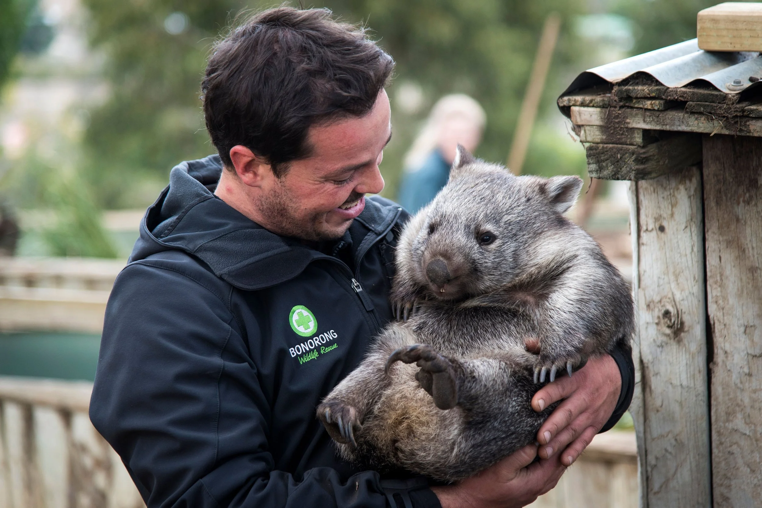 A wildlife handler at Bonorong holding a cuddly wombat