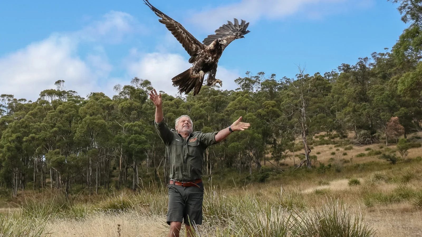 A Wedge Tailed Eagle being set free from Raptor Refuge