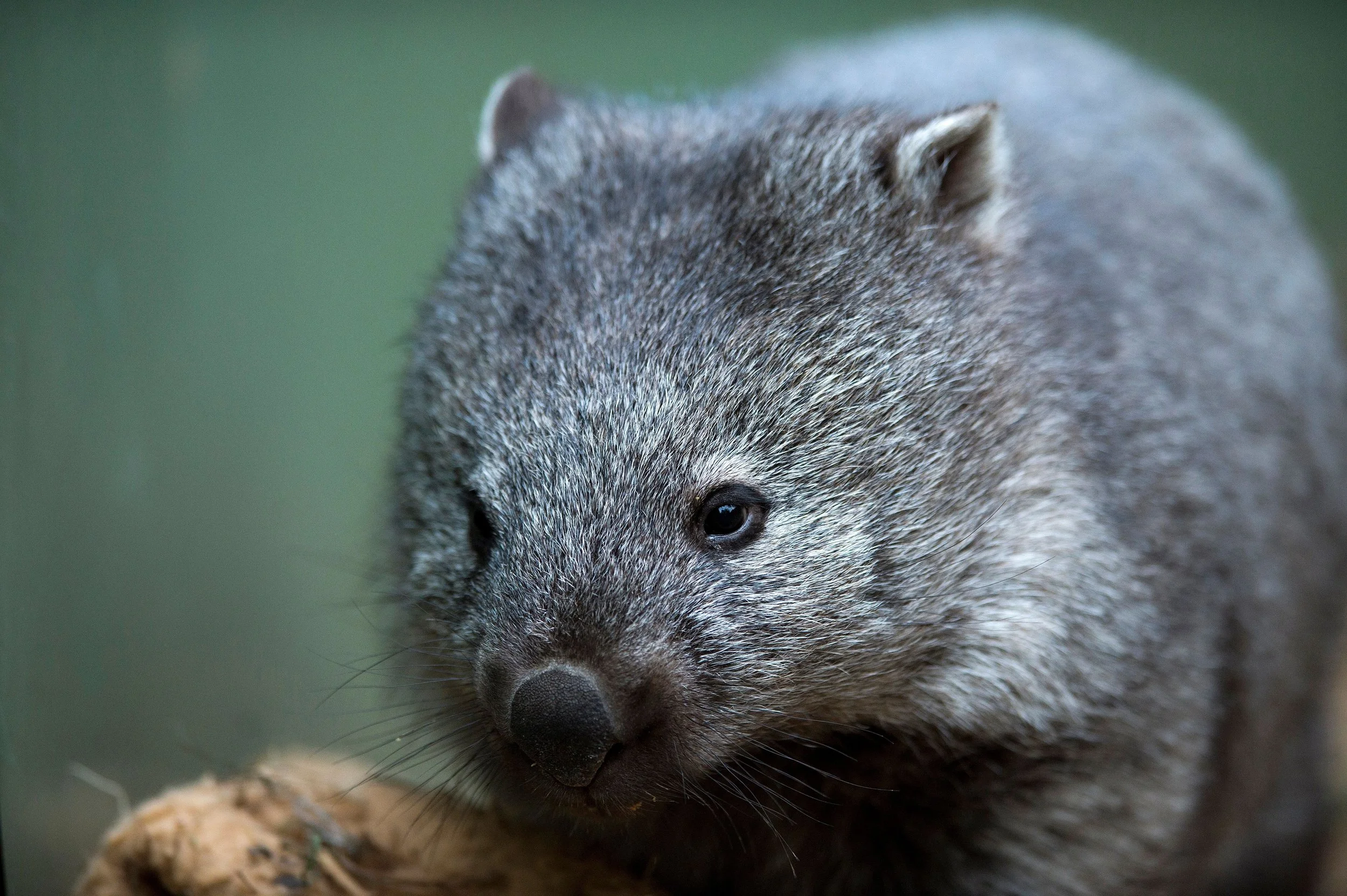 A picture of a Tasmanian wombat