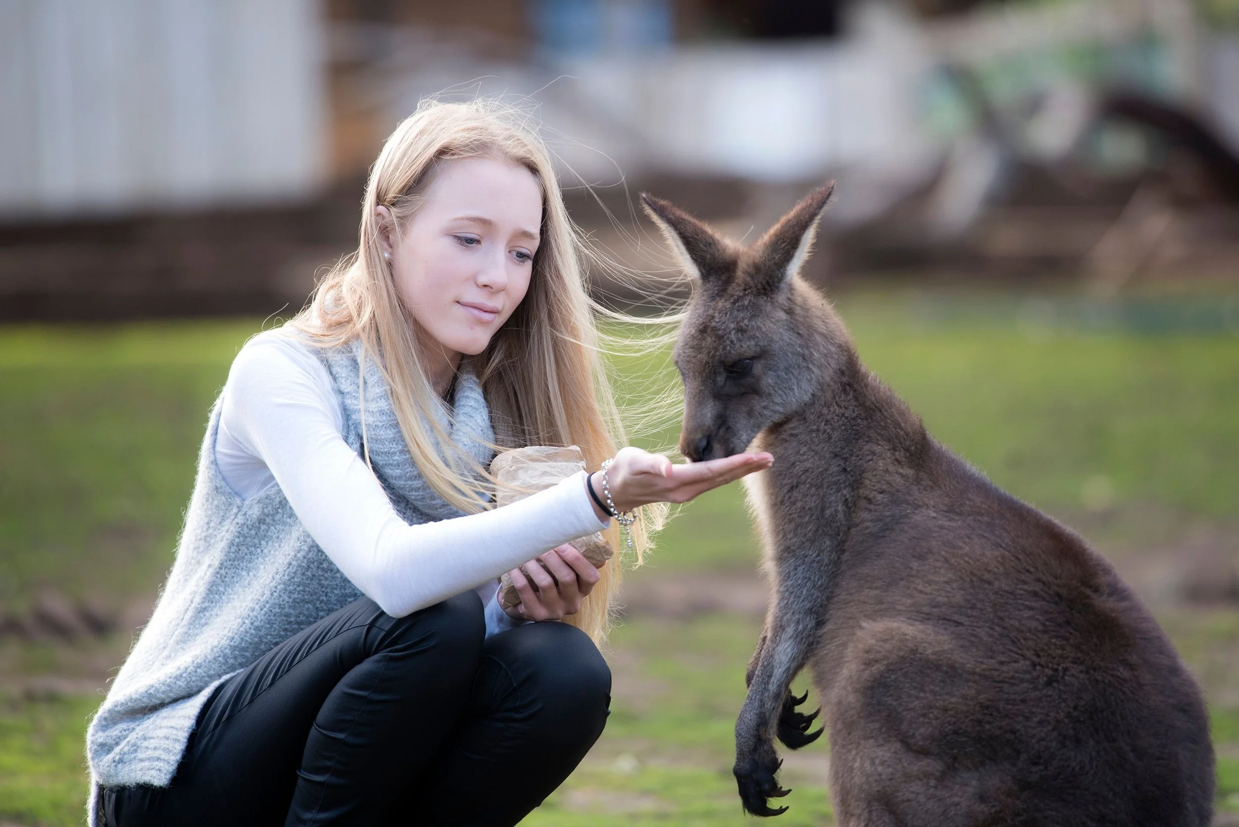 A lady feeding a wallaby at Bonorong Wildlife Sanctuary