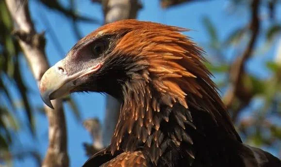 A close up picture of a Wedge Tailed Eagles head