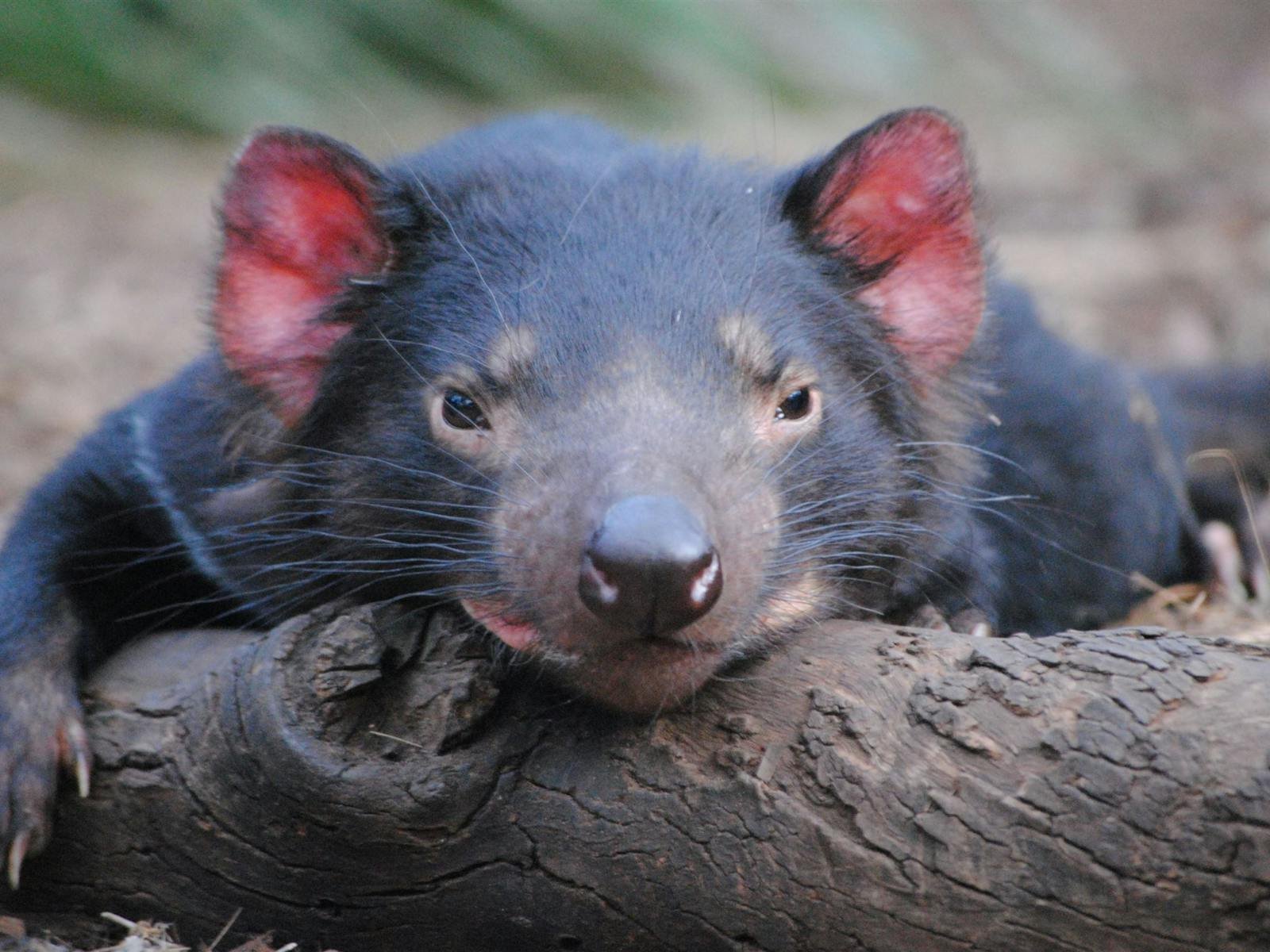 A Tasmanian Devil