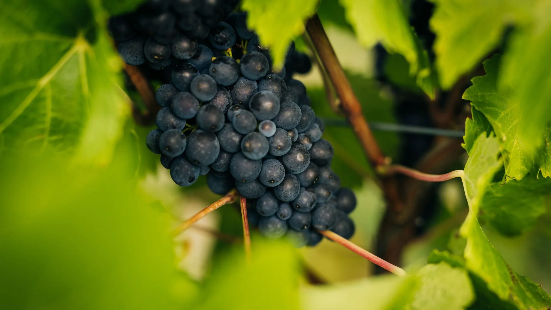 A picture of Tasmanian Pinot grapes on the vine