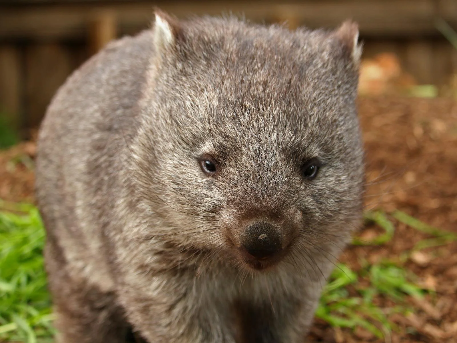 A Tasmanian Wombat