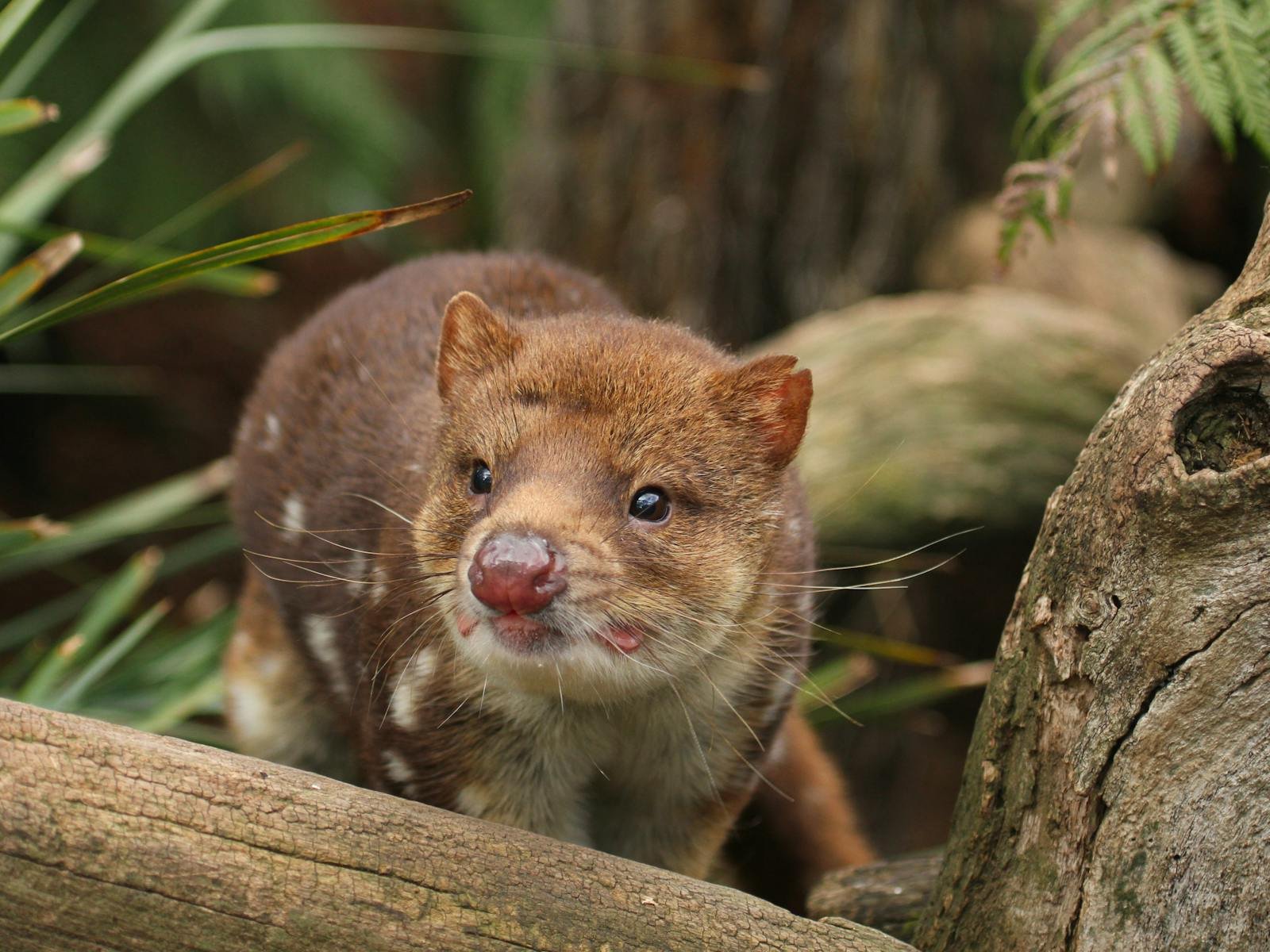 A picture of a Tasmanian Quoll