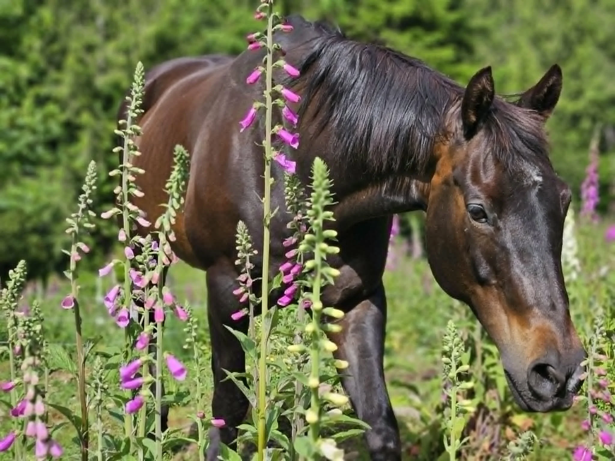 For the Love of Foxglove