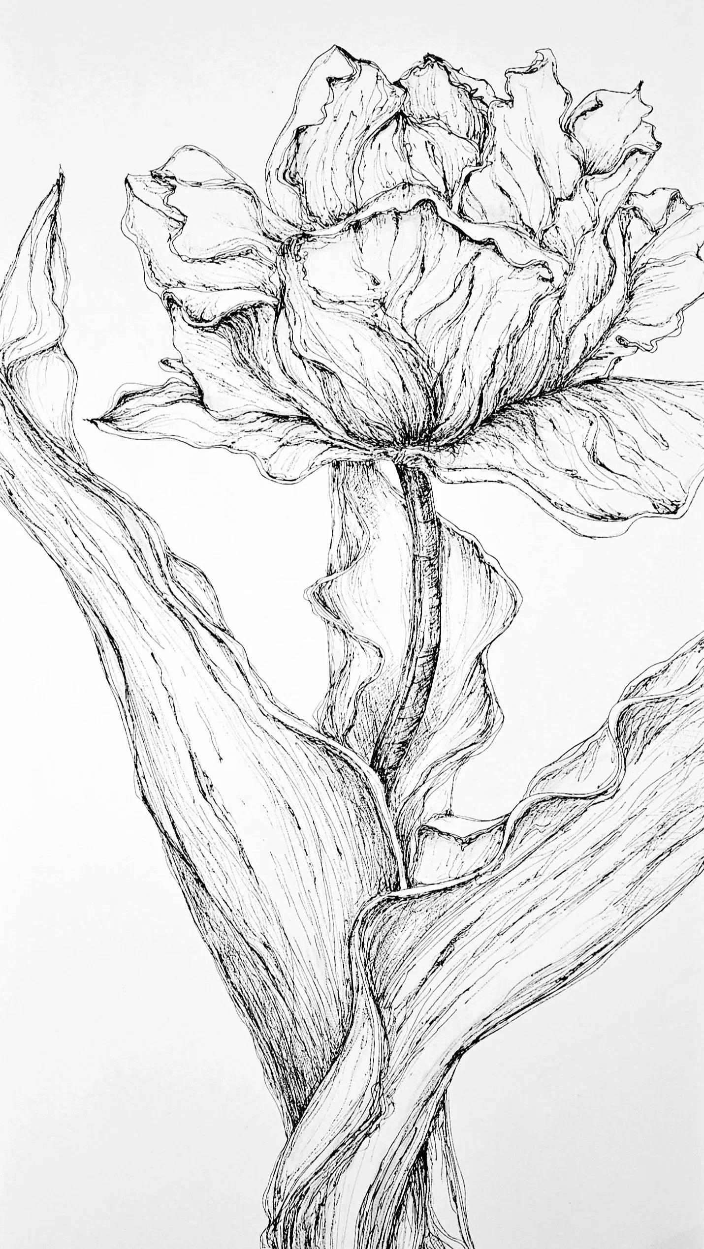Black and white sketch of a tulip flower with detailed petals and leaves.