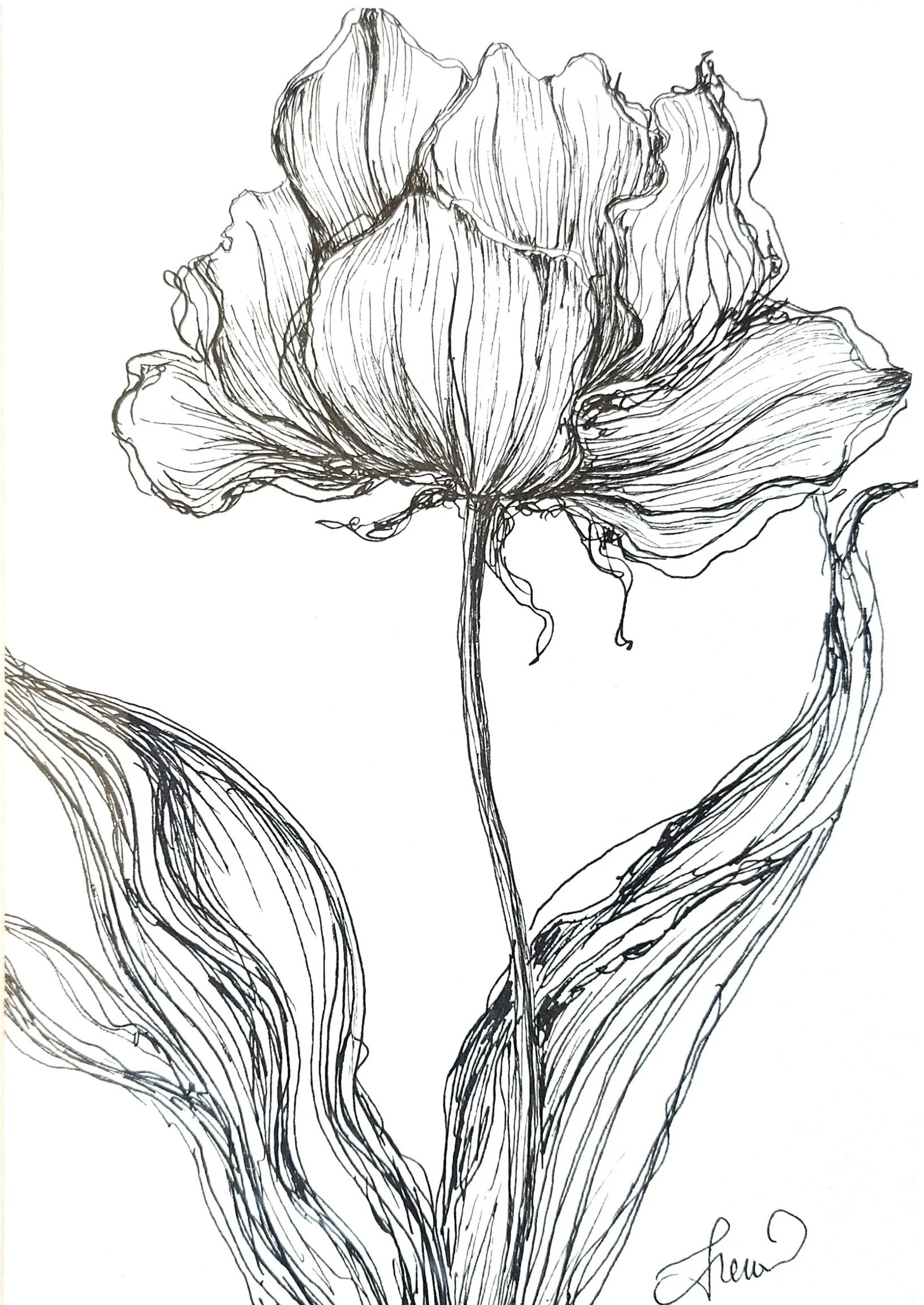 A black and white line drawing of a trail of tulip flowers with curving petals, leaves, and stems, with a signature at the bottom right.