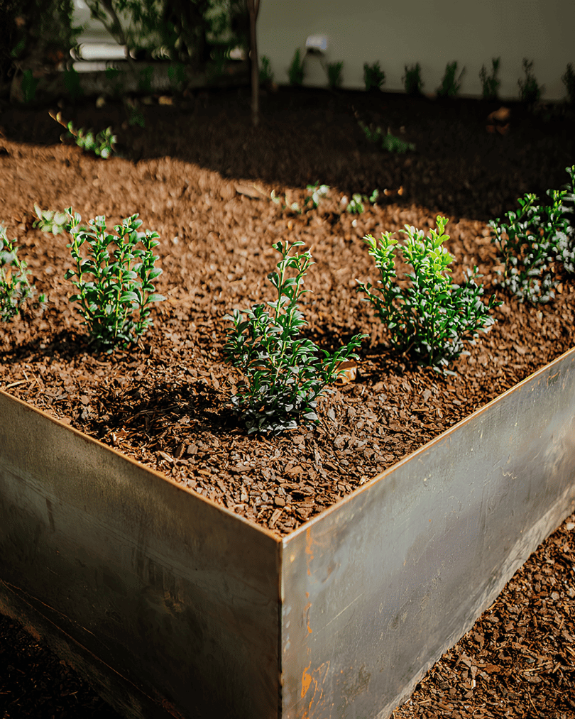 Small green shrubs planted in a raised bed with brown mulch, outdoors.