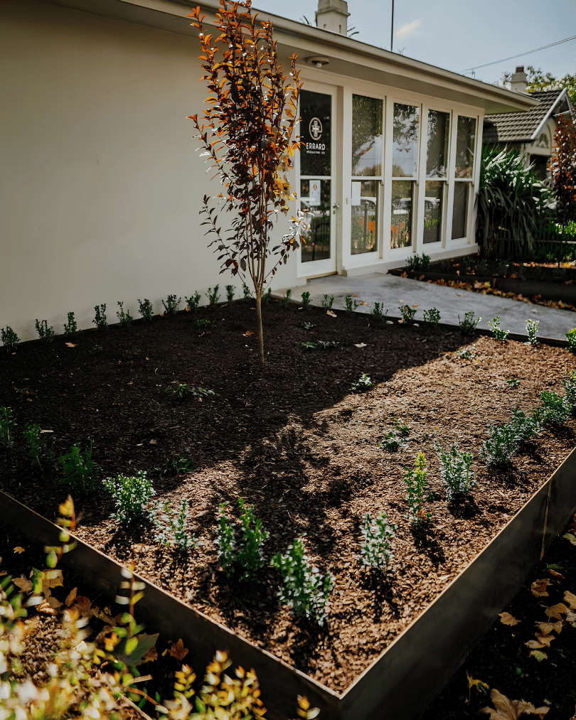 A freshly planted garden bed with small green plants and newly planted shrubs near a house with a glass door and windows.