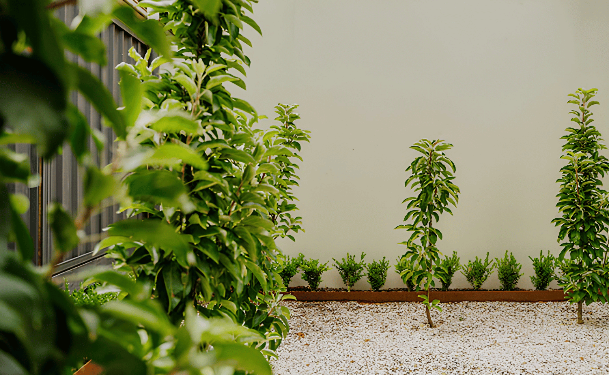 A lush garden with various green leafy plants and small shrubs, separated by a gravel pathway, with a plain white wall in the background.