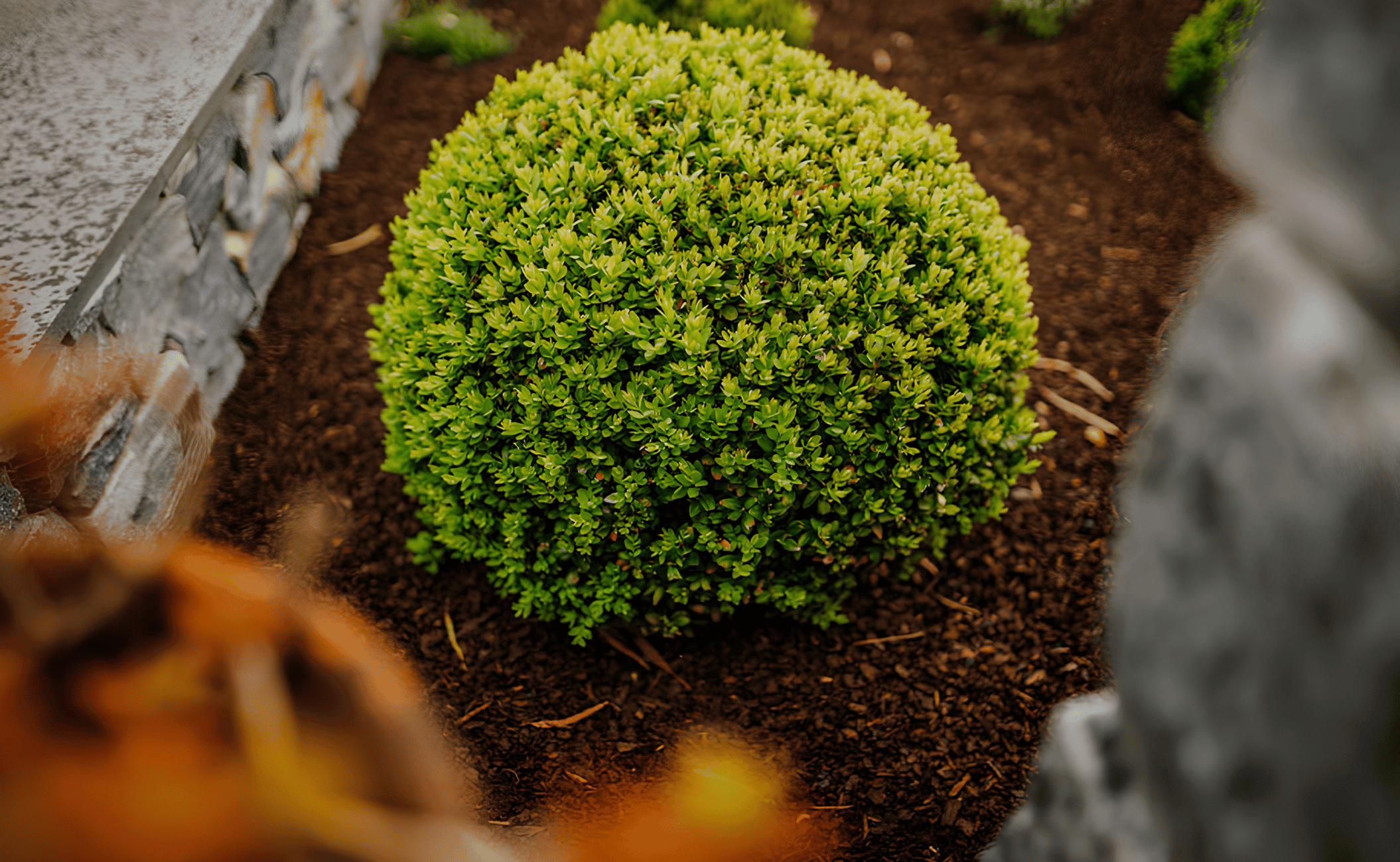 Close-up of a small, bushy green shrub planted in dark soil, with parts of a stone wall visible on the left and blurred plants in the background.