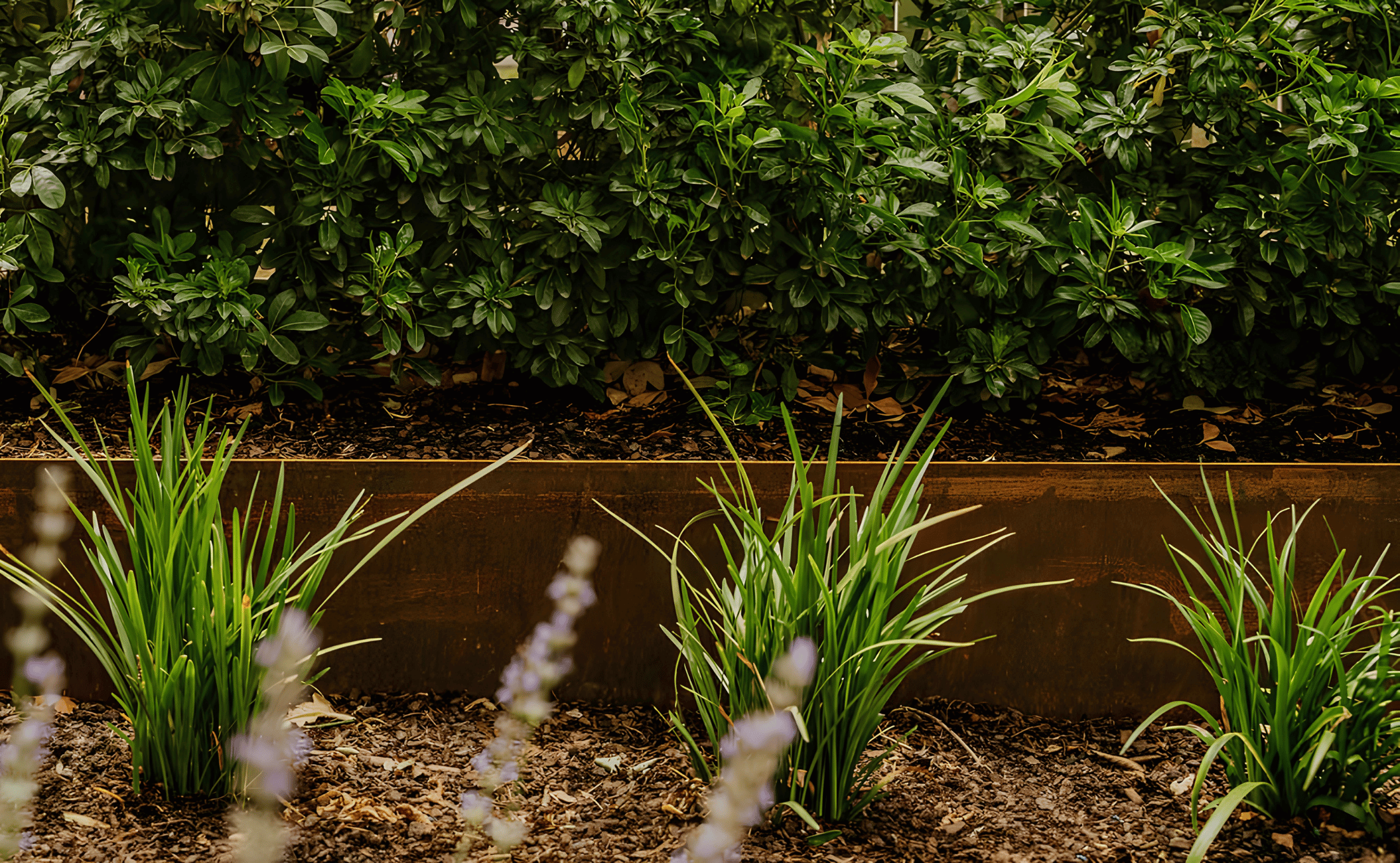 Green leafy bushes with small plants and flowers in a garden bed.