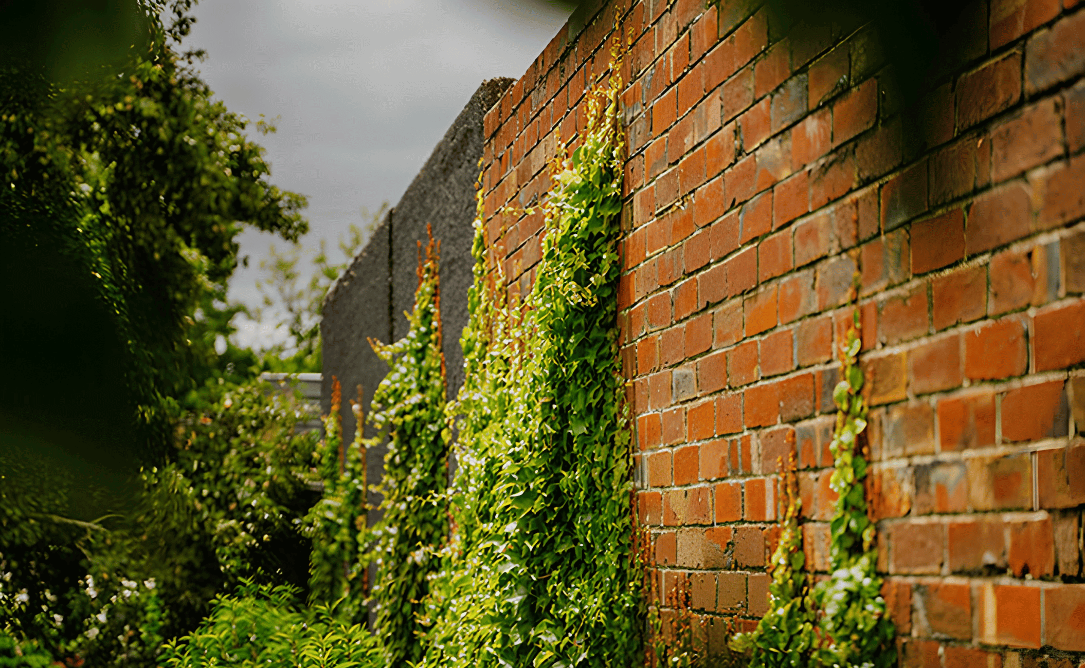 Red brick wall with green ivy growing on it, surrounded by lush green plants, under an overcast sky.