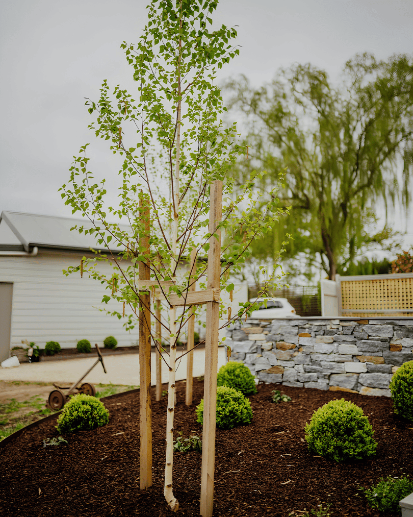 A young tree with supporting stakes in a garden bed surrounded by small, rounded bushes and mulch. In the background, there is a stone wall, a house, and a cloudy sky.