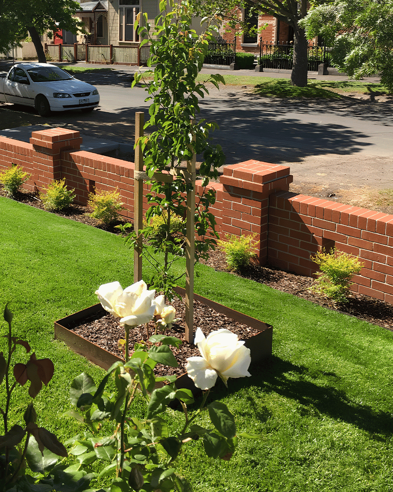 A young tree supported by stakes planted in a rectangular bed with white roses in a grassy yard. A red brick wall with small bushes in front extends along the sidewalk, with houses and a parked car visible in the background.