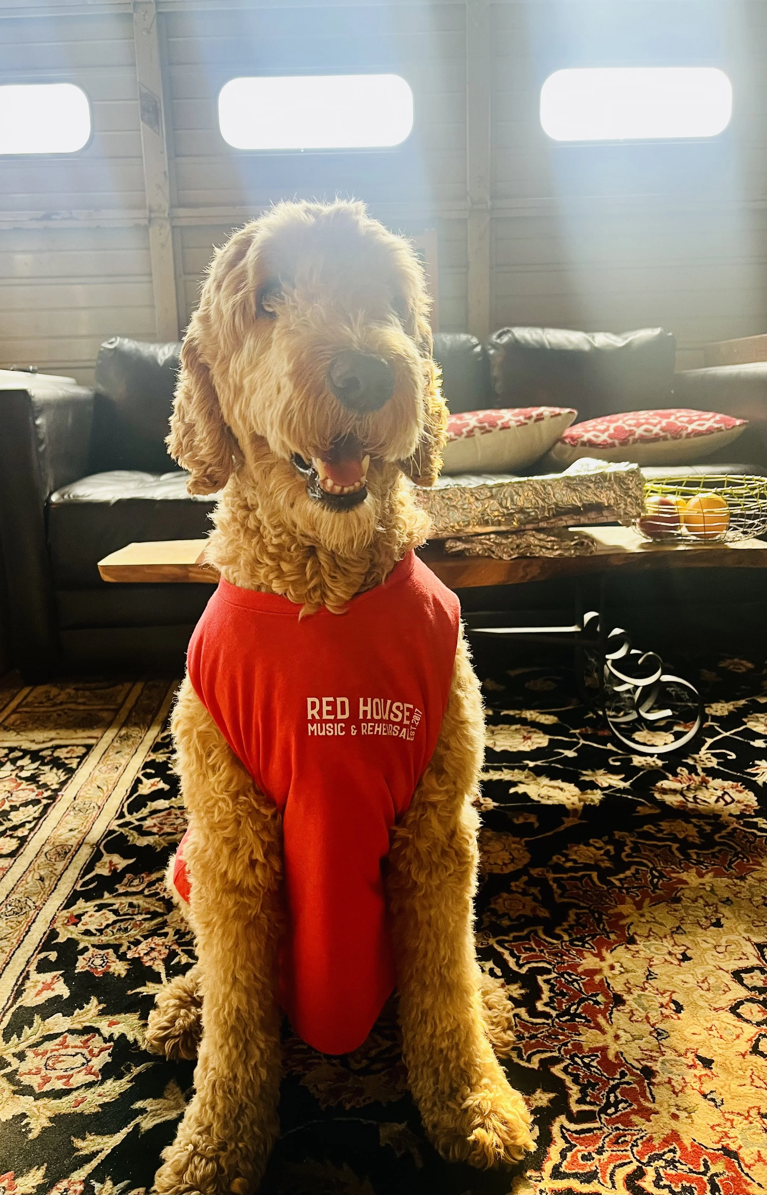 A large, curly-haired dog named Josie wearing a Red House Music and Rehearsal Studio tank top in bright red poses for her headshot as the chief morale officer at the studio!