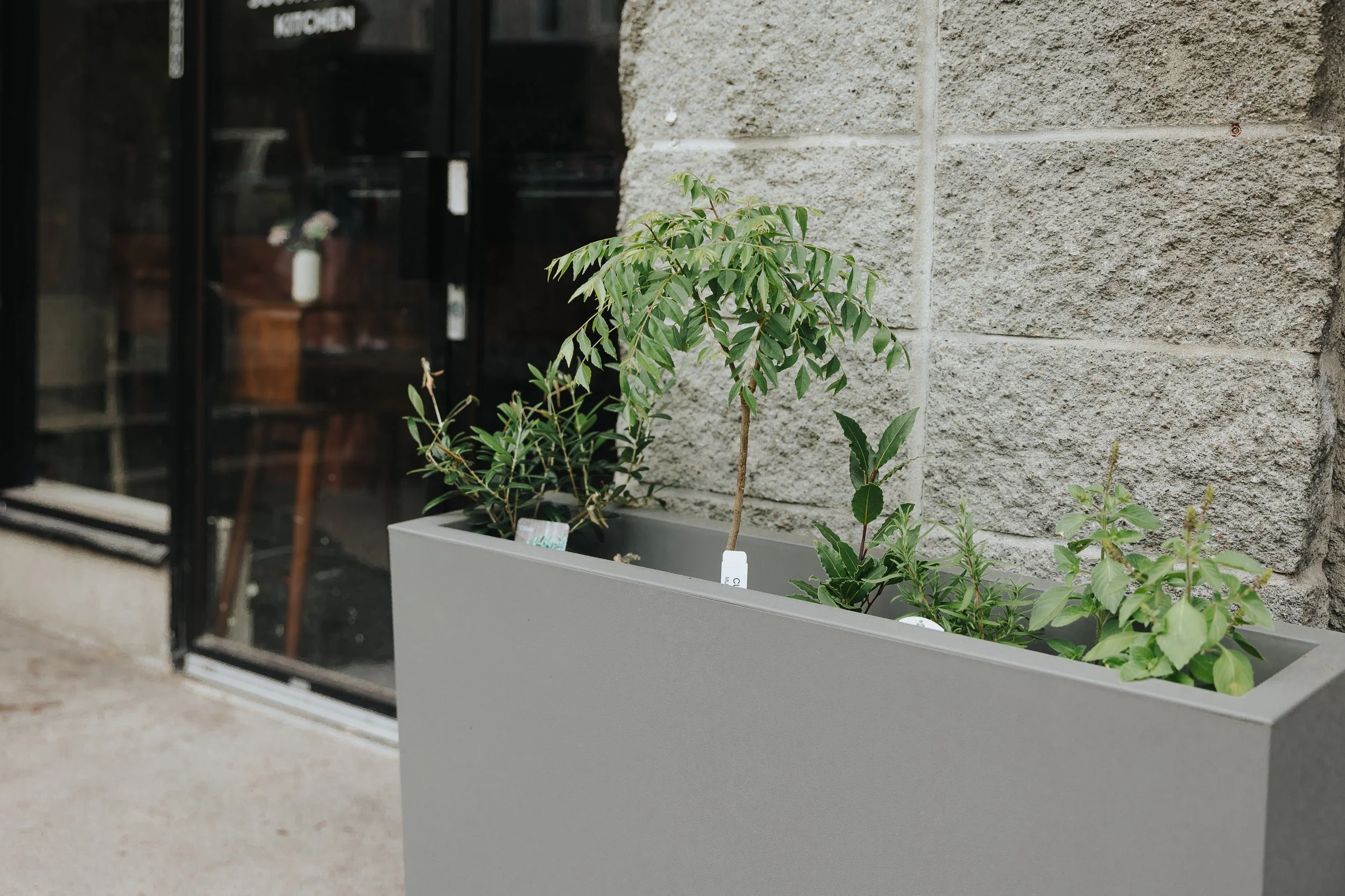 Green leafy plants potted in a gray rectangular container outside a building with a textured stone wall and a black-framed window.