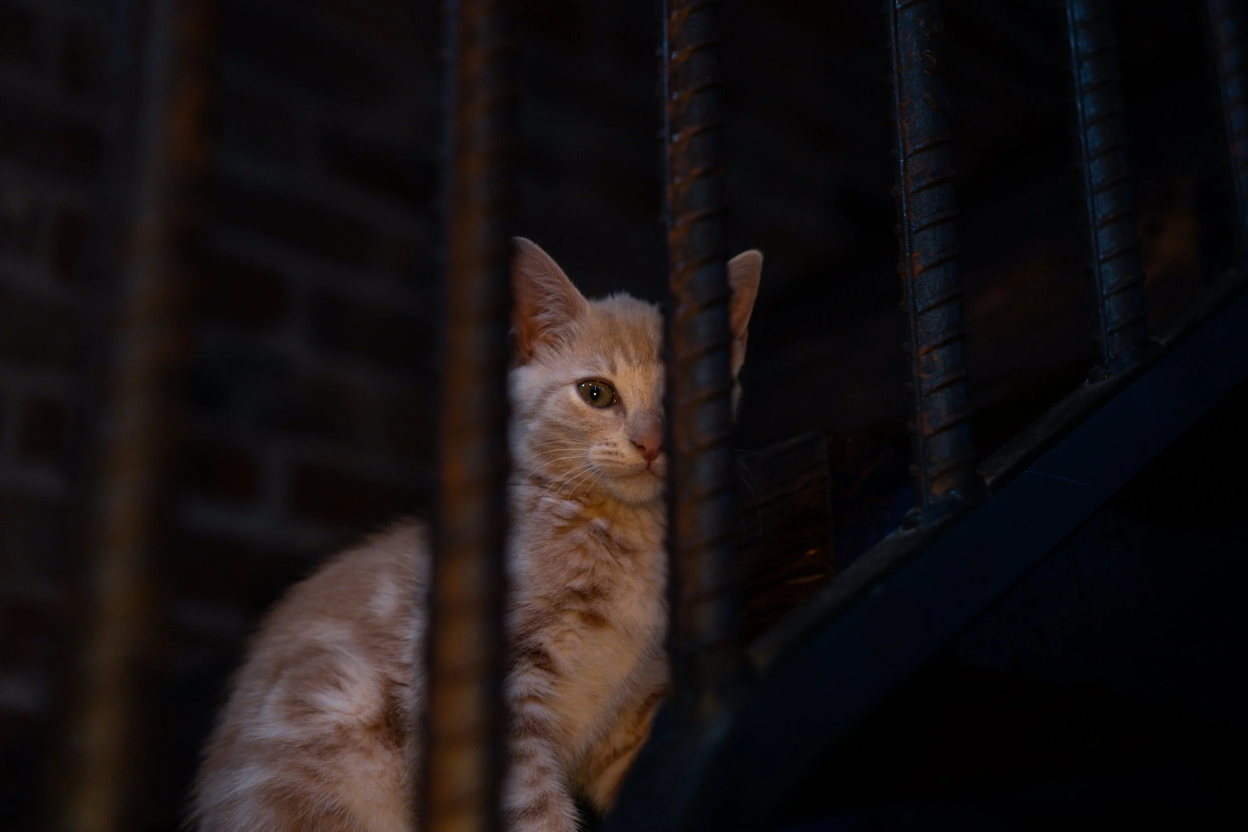 A ginger kitten with green eyes peeks out from behind a rusted metal grate or bars, with a dark background.