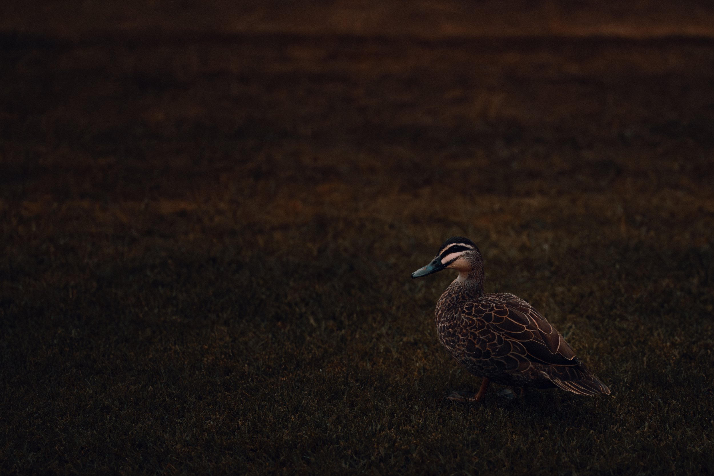 Sample_Wallpaper Pack_01.jpg
