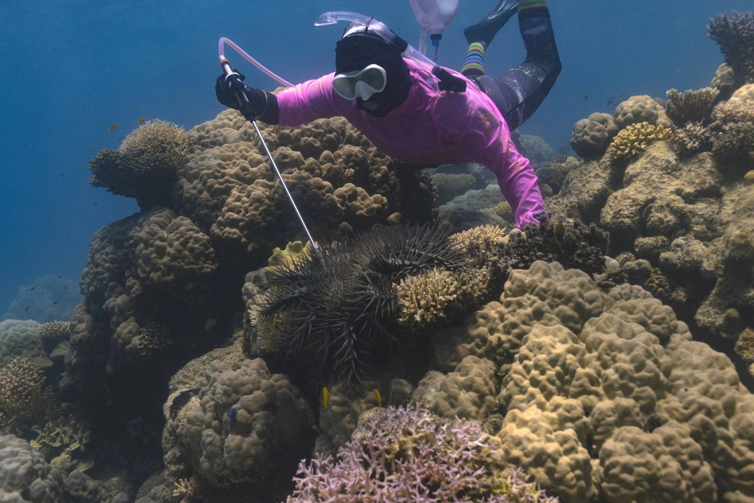 50% Coral cover loss due to COTS