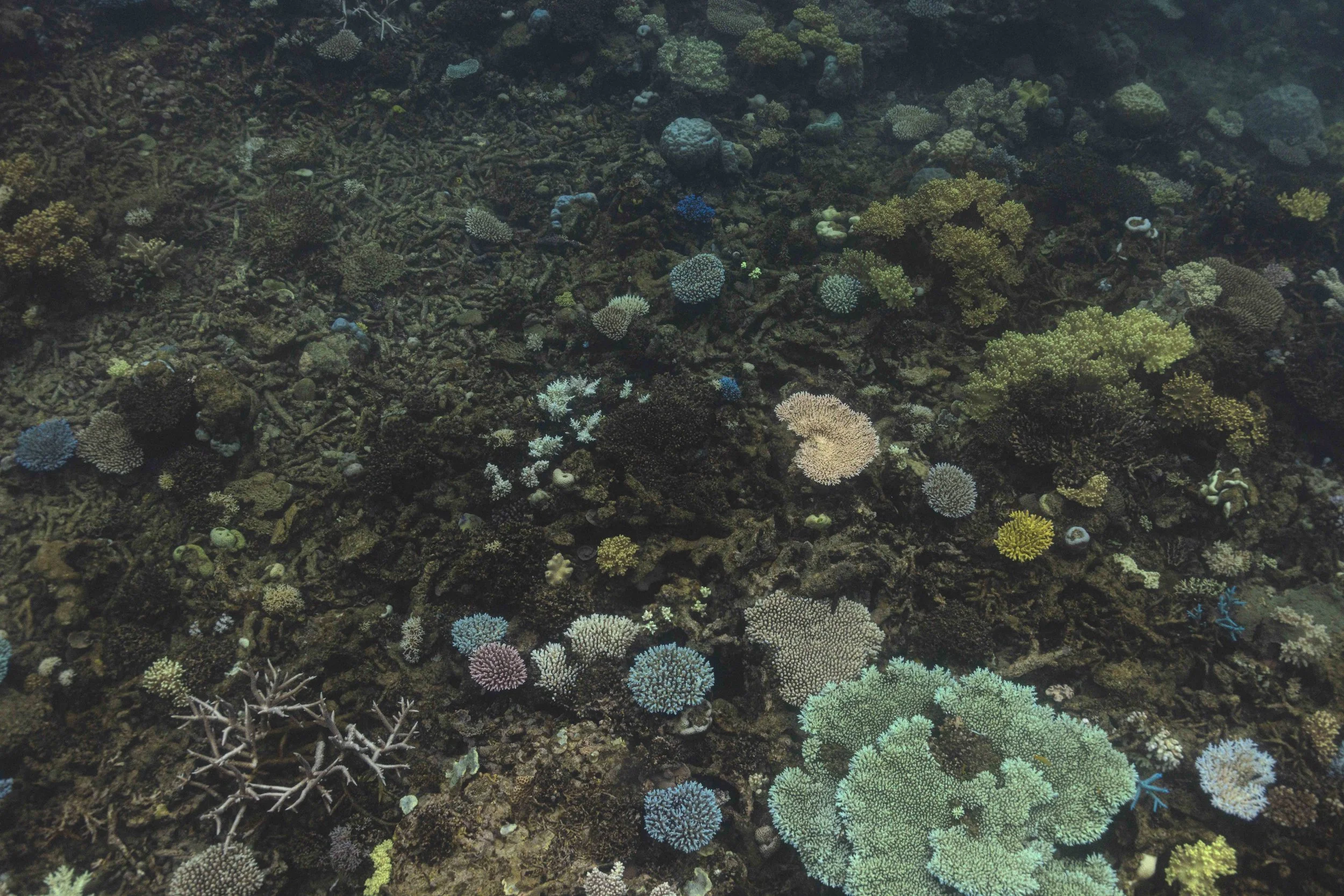  Early signs of coral bleaching include pale or bleached coral tips, while advanced bleaching is characterised by bright fluorescent colouration. 