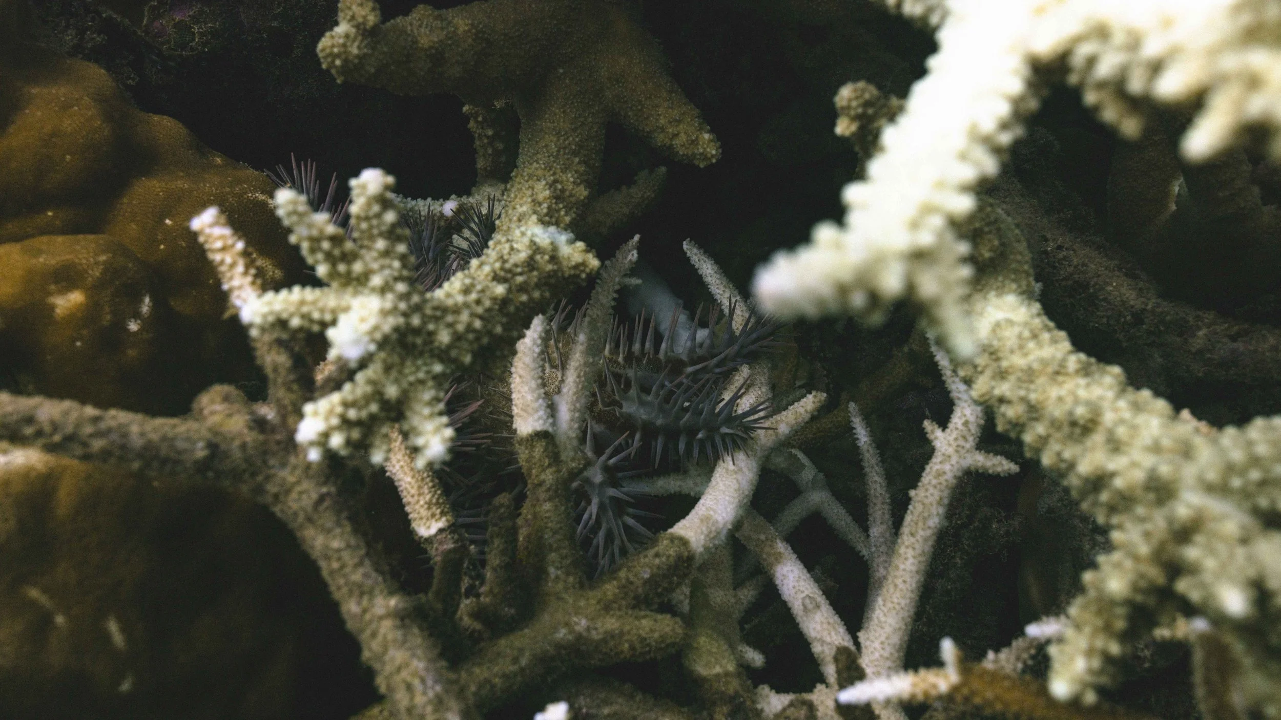  If not found in large numbers out in the open, COTS usually hide deep within the coral structure, where they are difficult to access. Bright white coral scars mark their path. 