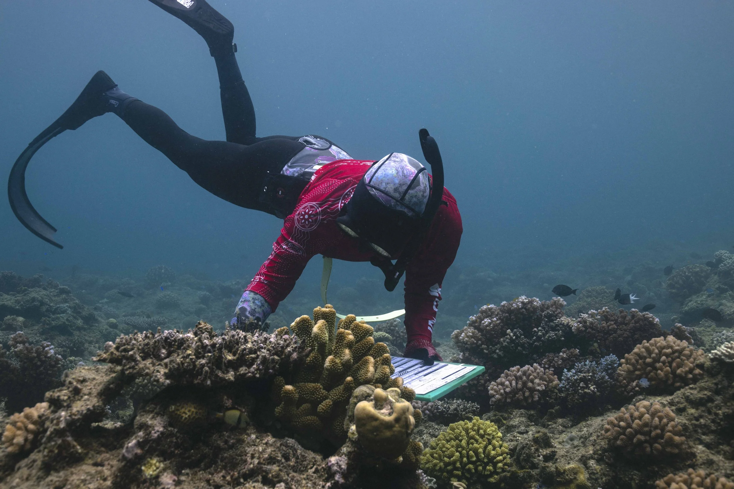  RHIS surveys record the benthos of the surveyed area, as well as the composition of algae and corals, including coral predation, disease, bleaching, damage, and any rubbish found at the site. Due to the complexity of the survey, special training is 