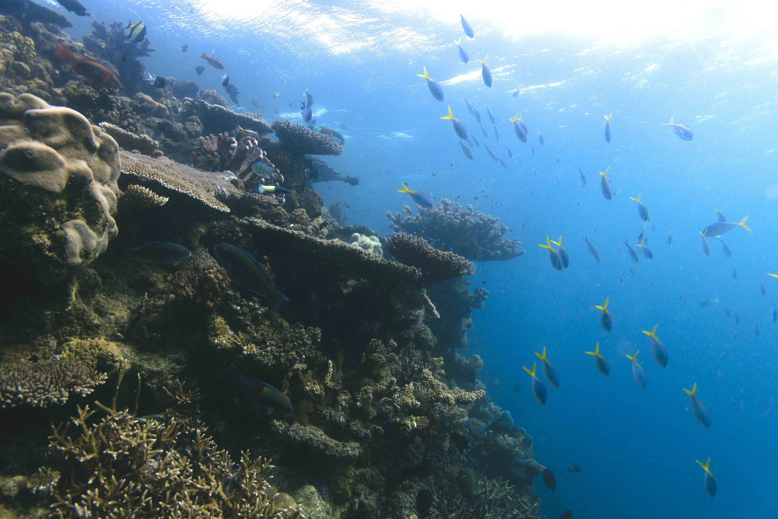 Healthy corals are essential