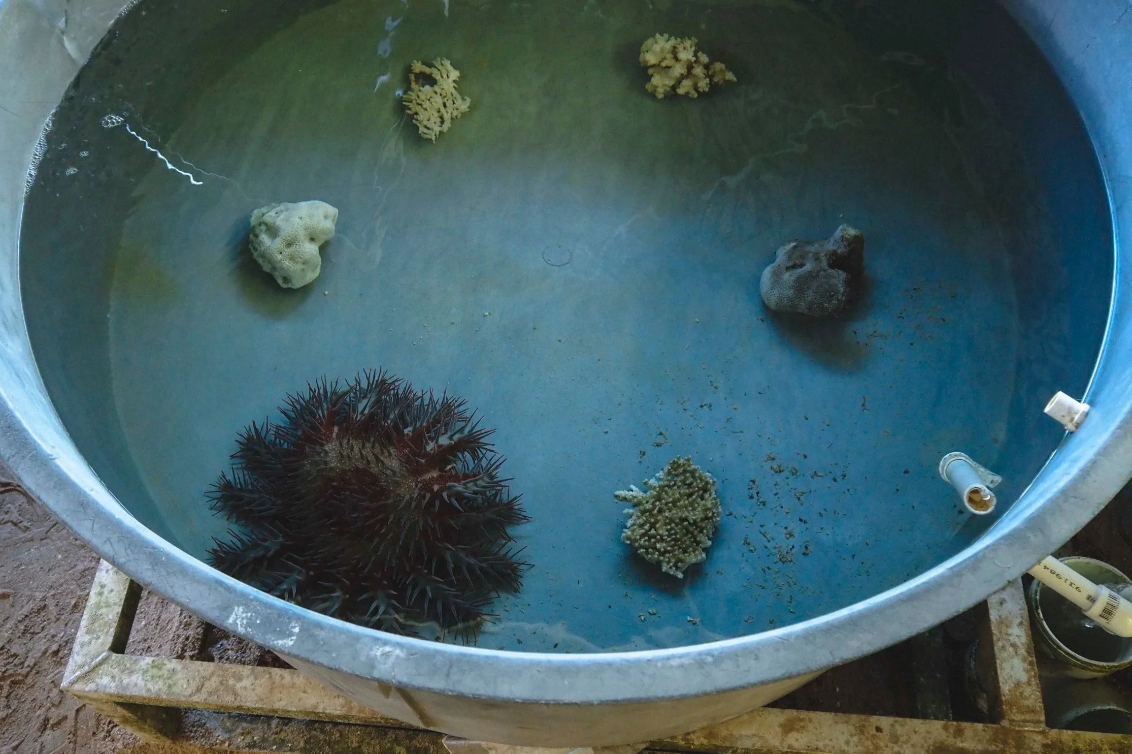  In this experiment, different types of coral are offered to the starfish to determine their feeding preferences 