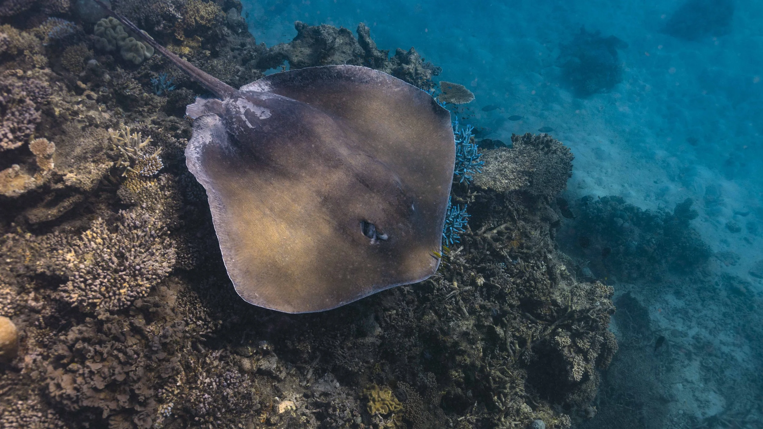  A cowtail stingray dropping by to visit the crew during a cull dive. 