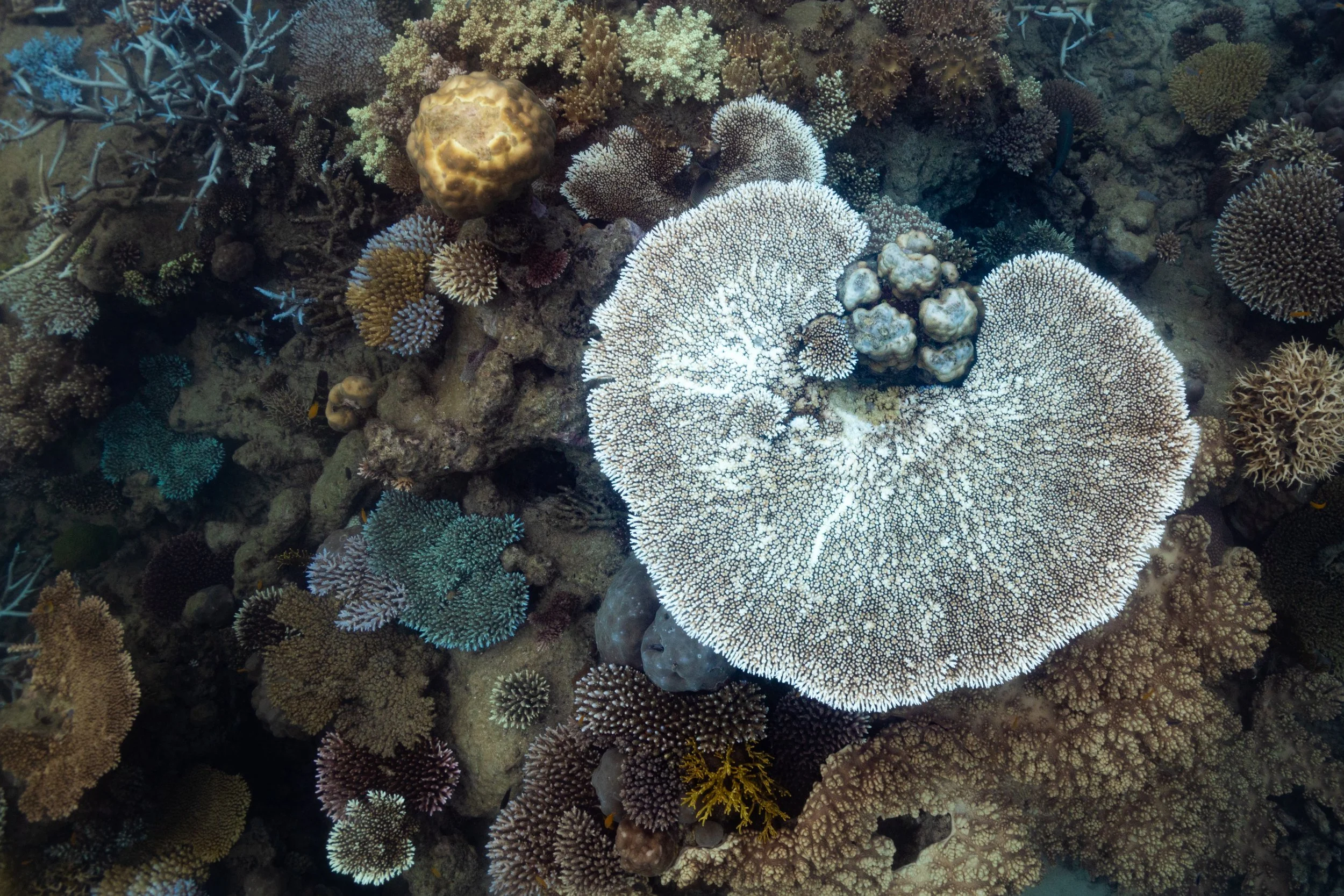  If conditions do not improve, corals expel the microscopic algae (zooxanthellae) that provide their food, eventually starving to death. The main drivers are rising ocean temperatures, agricultural and chemical runoff, and salinity changes caused by 