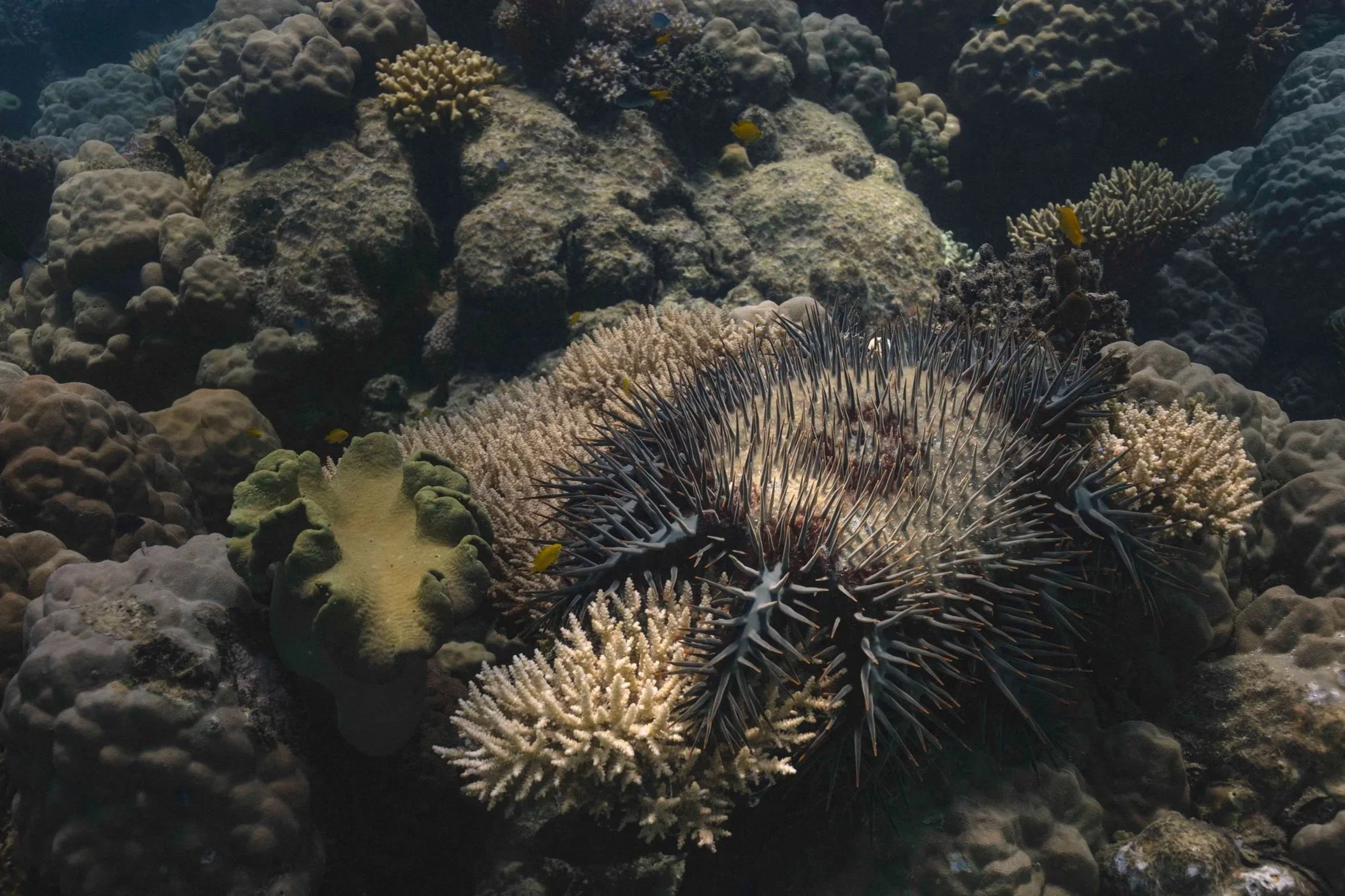 Crown-of-thorns starfish 