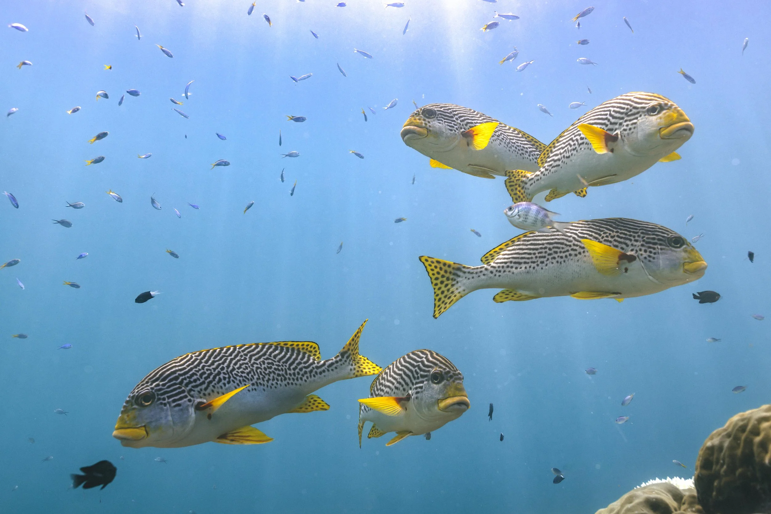 The Great Barrier Reef