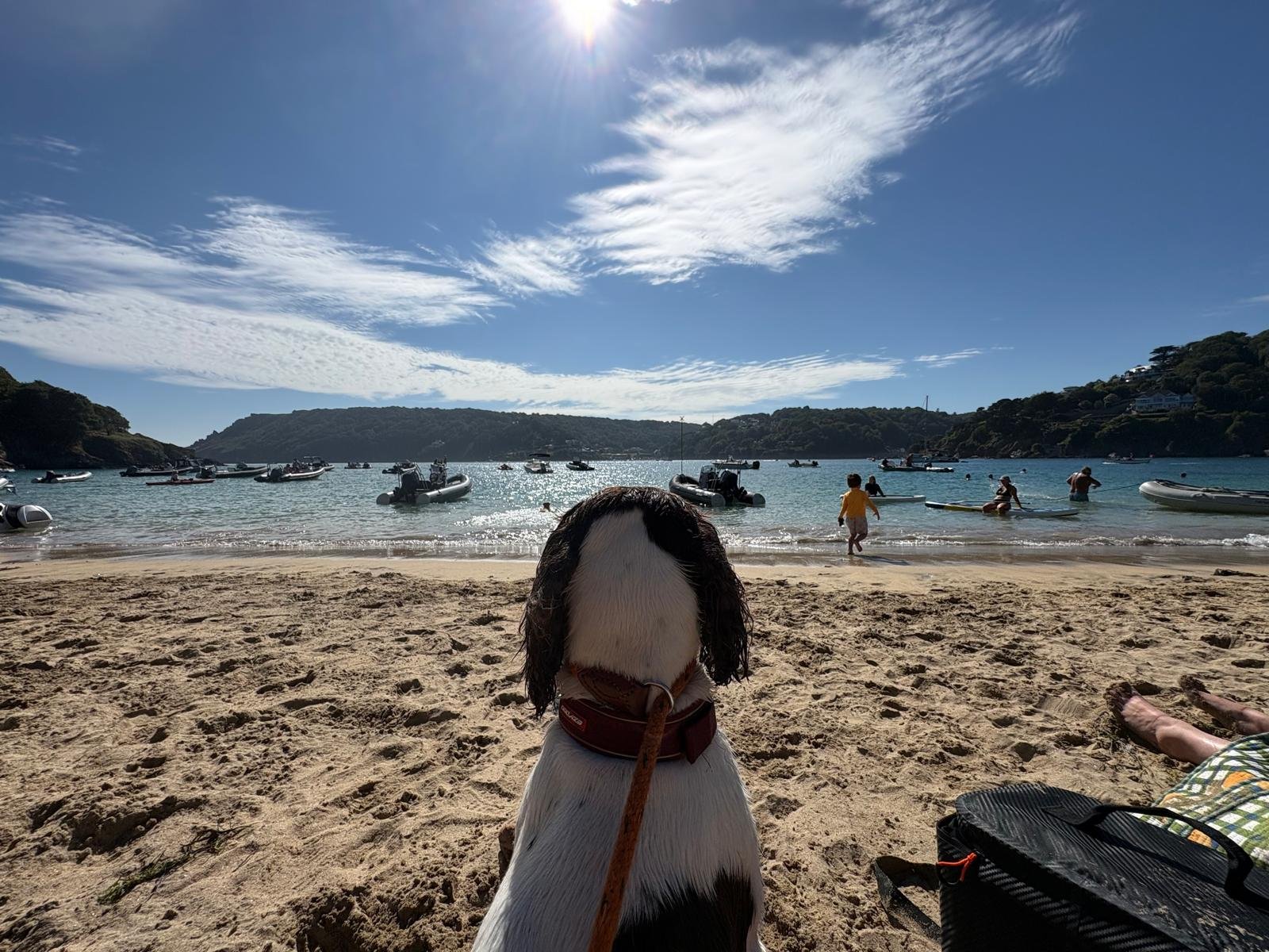Dog-Friendly South Devon: Beaches, Pubs and Walks