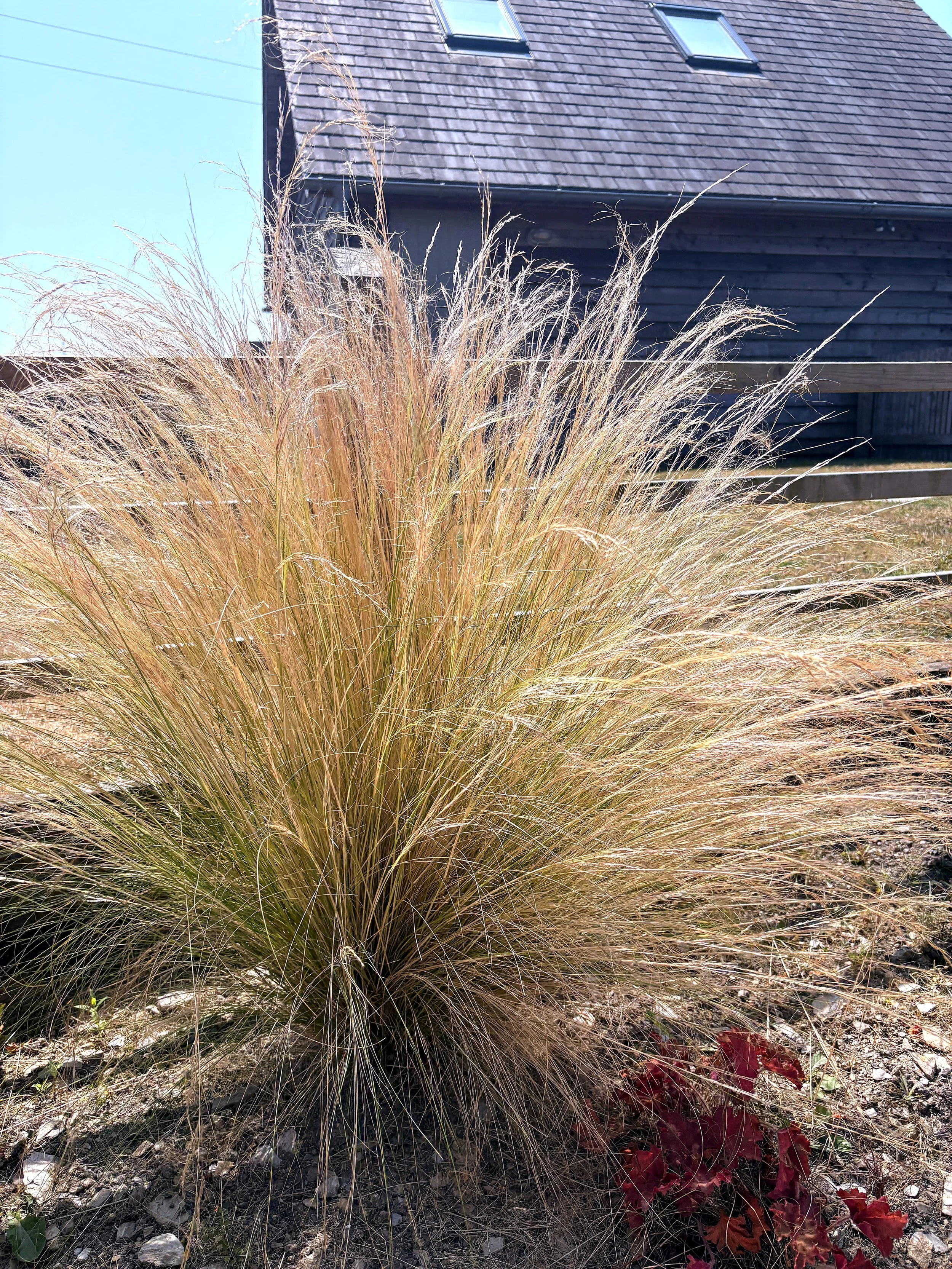 Tall, dry ornamental grass with thin, wispy blades and seed heads in the foreground, with a modern house featuring a sloped roof with skylights and wooden siding in the background.