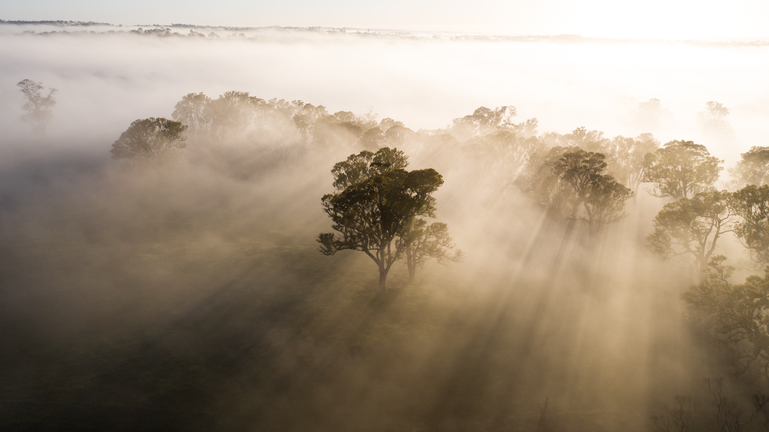 Image of sunlight over trees
