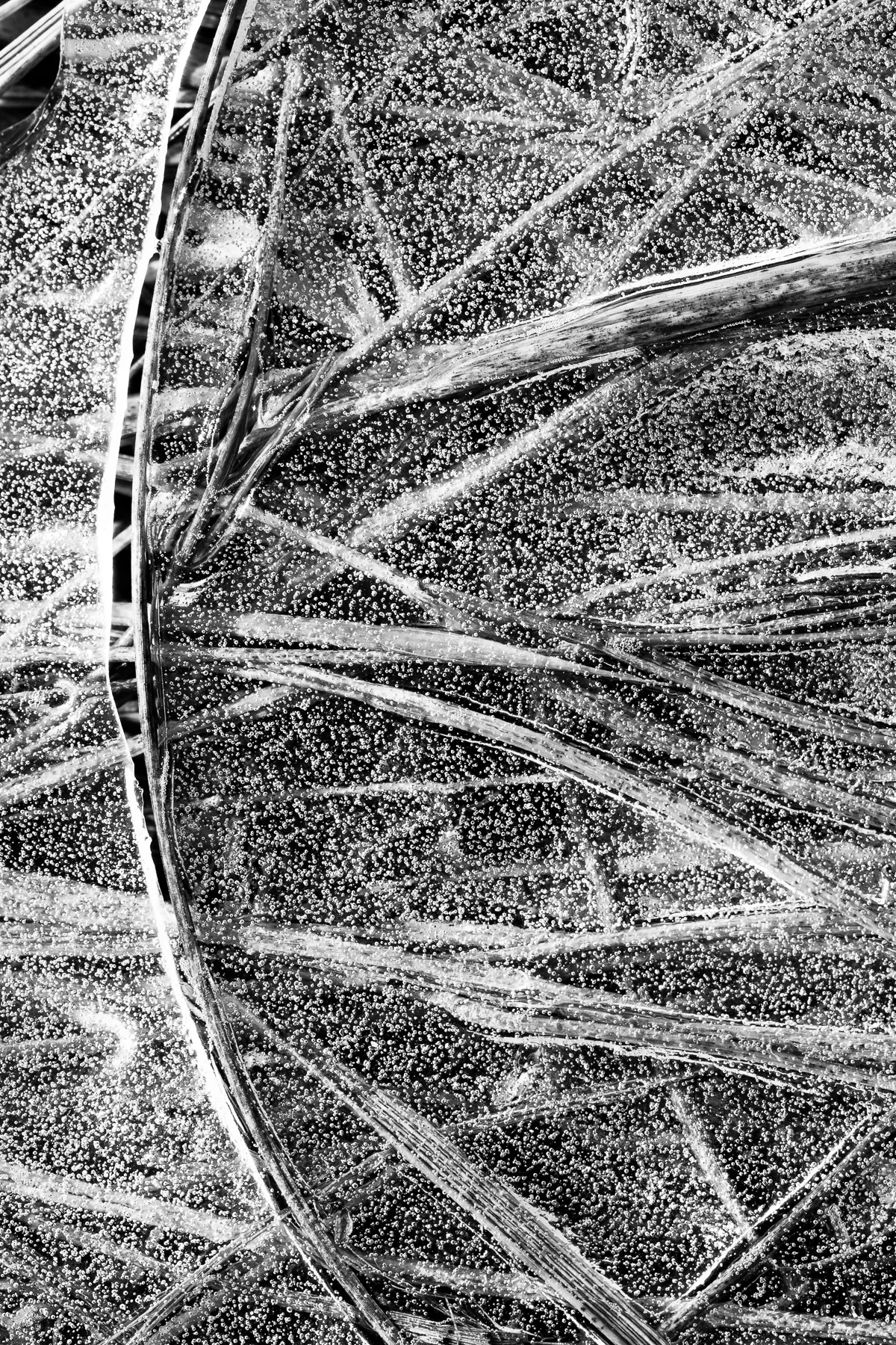 Natural Geometries #3 (Copy)