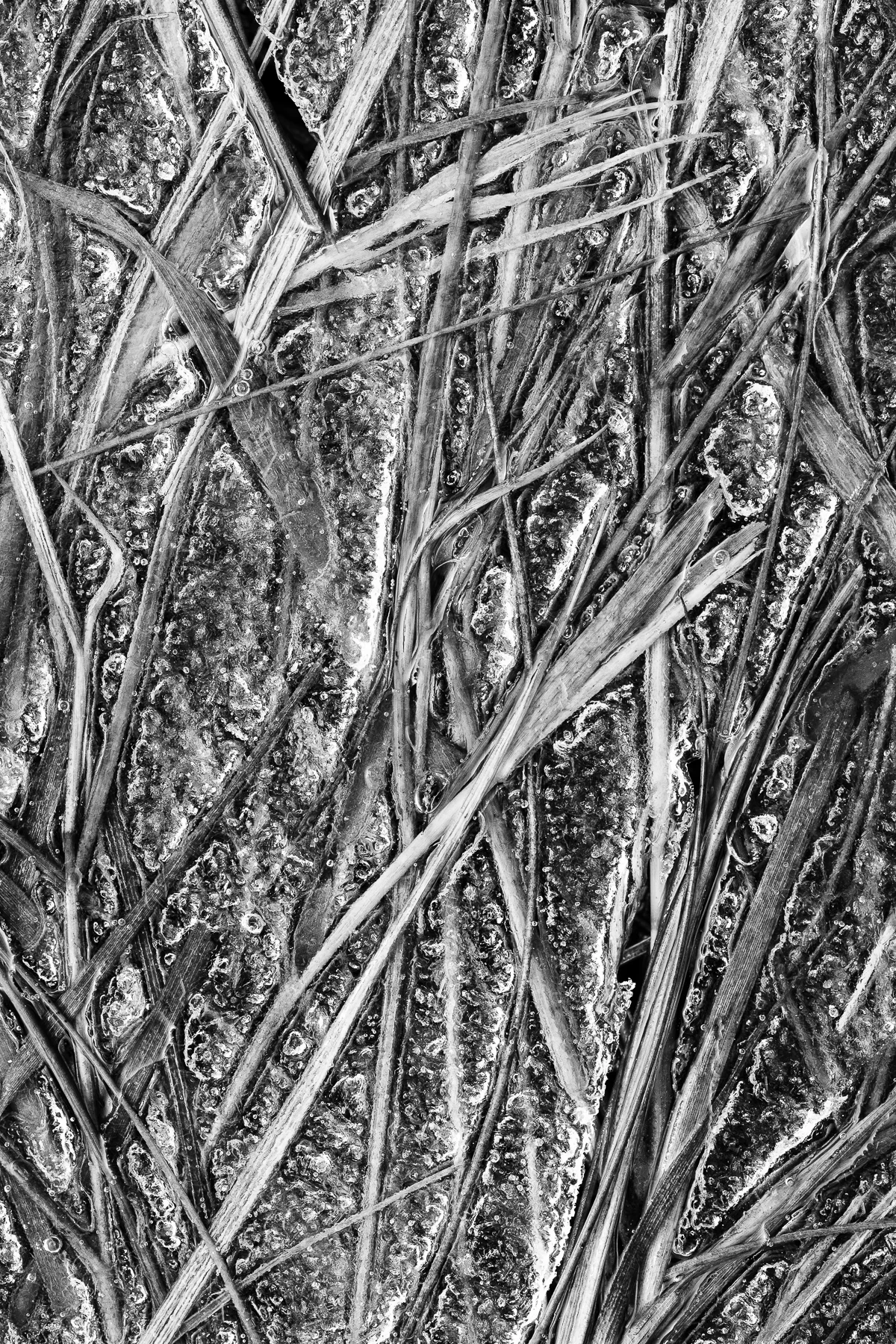 Natural Geometries #6 (Copy)