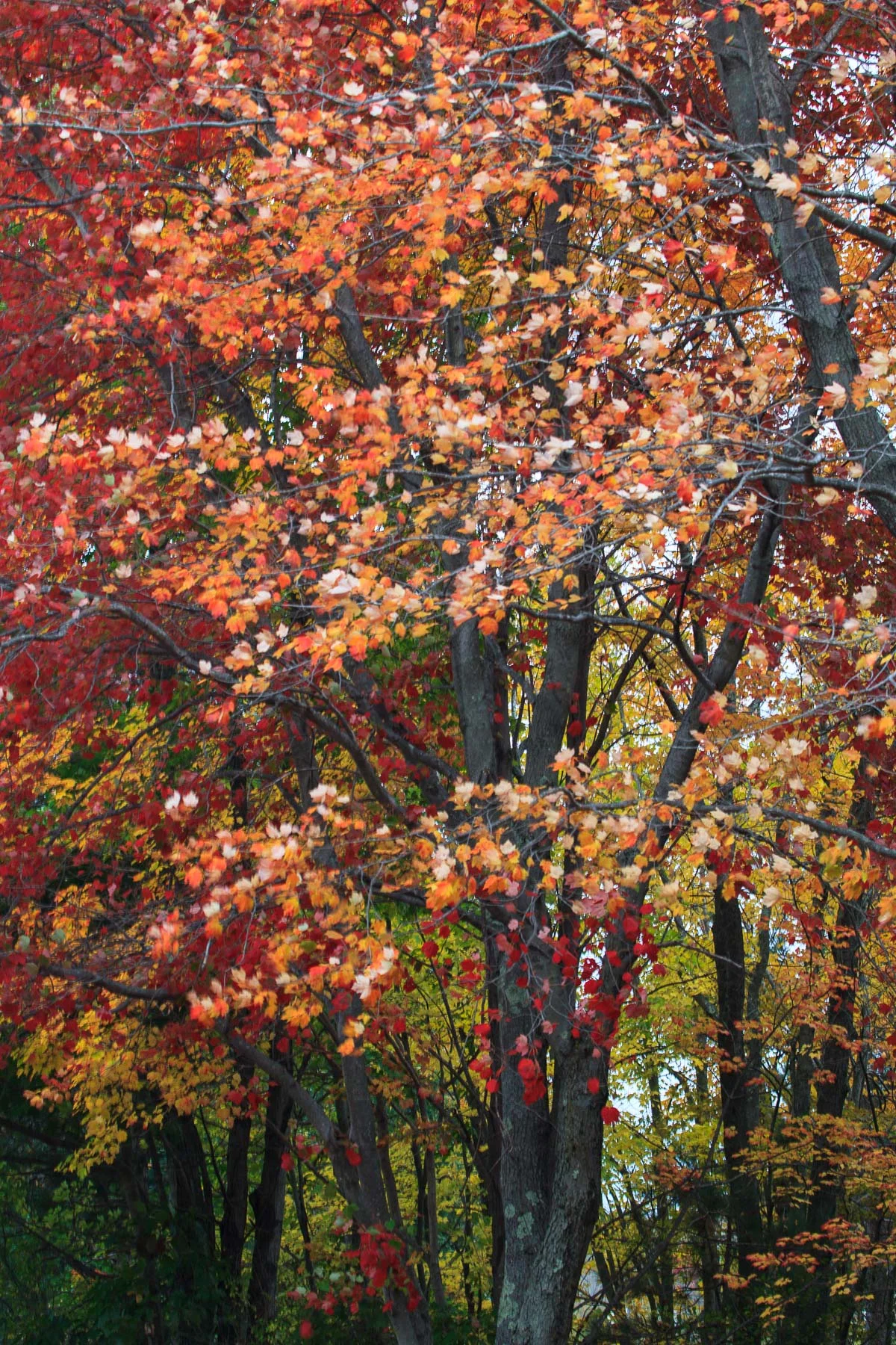 Yudelman_141007IMG_1635.jpg