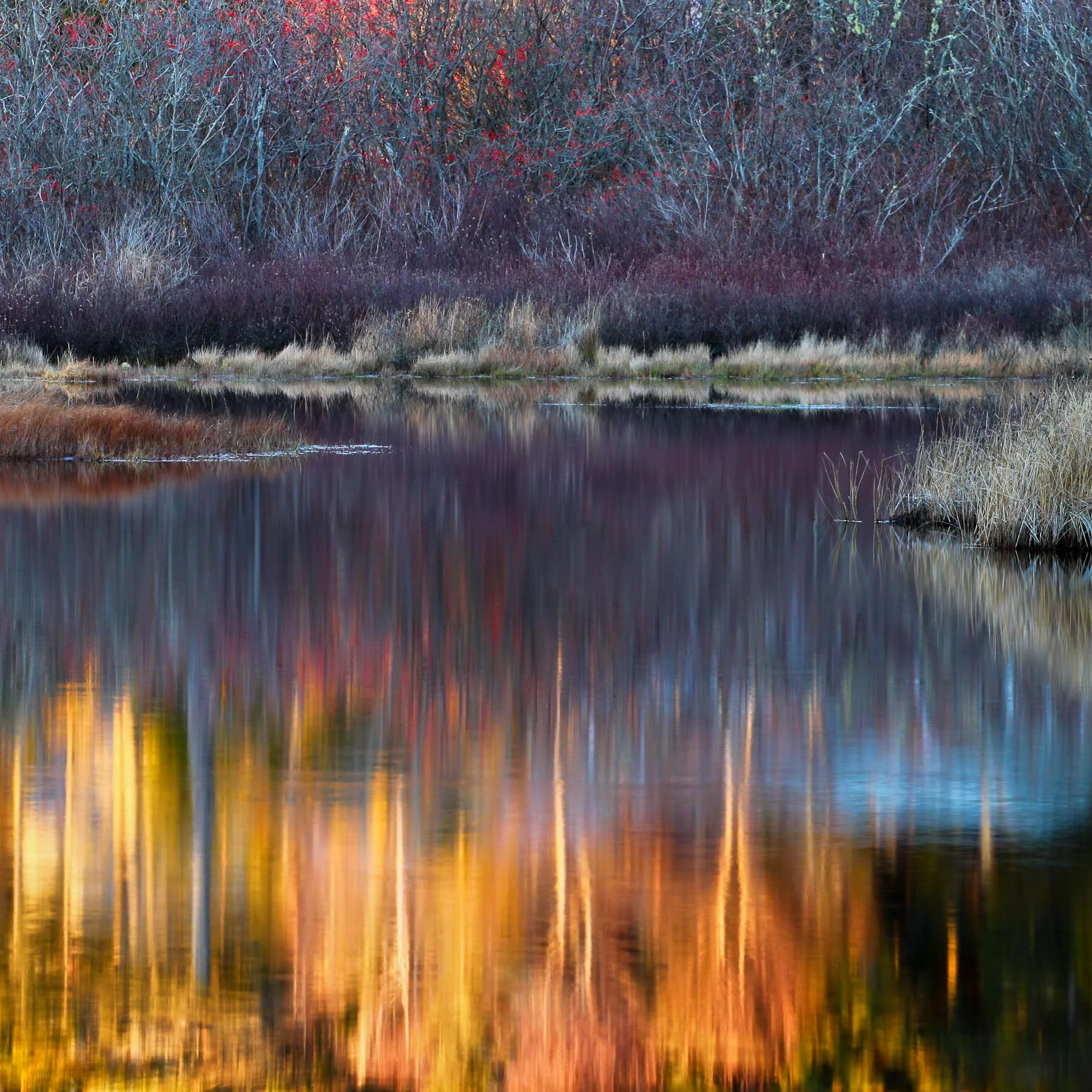 Marsh #5 (Copy)