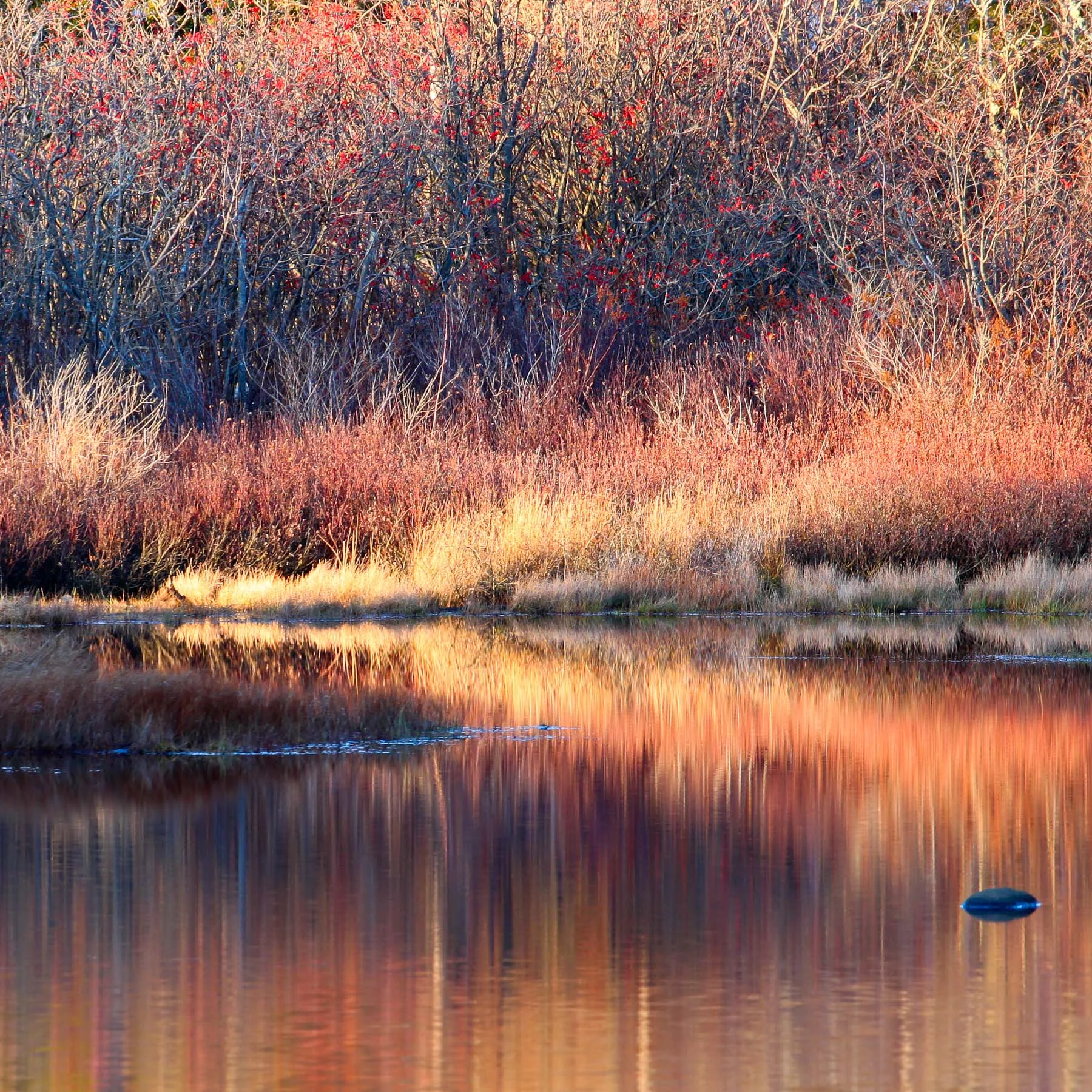 Marsh #4 (Copy)