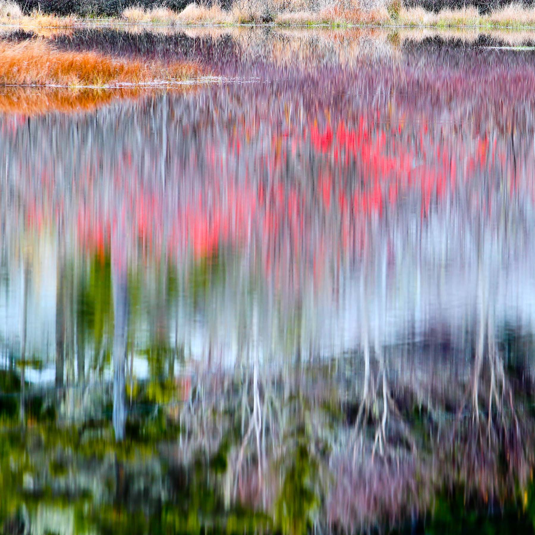 Marsh #3 (Copy)