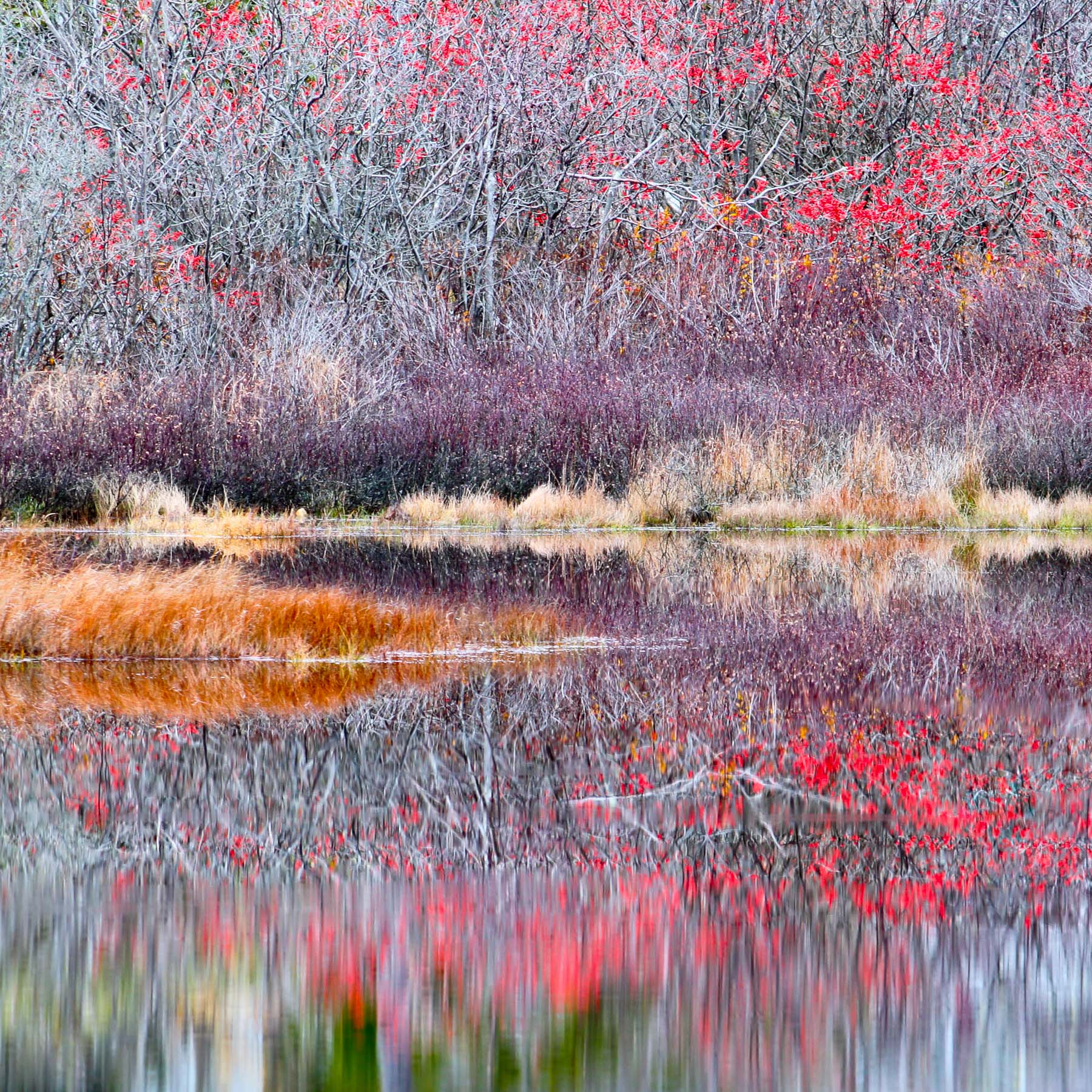 Marsh #1 (Copy)