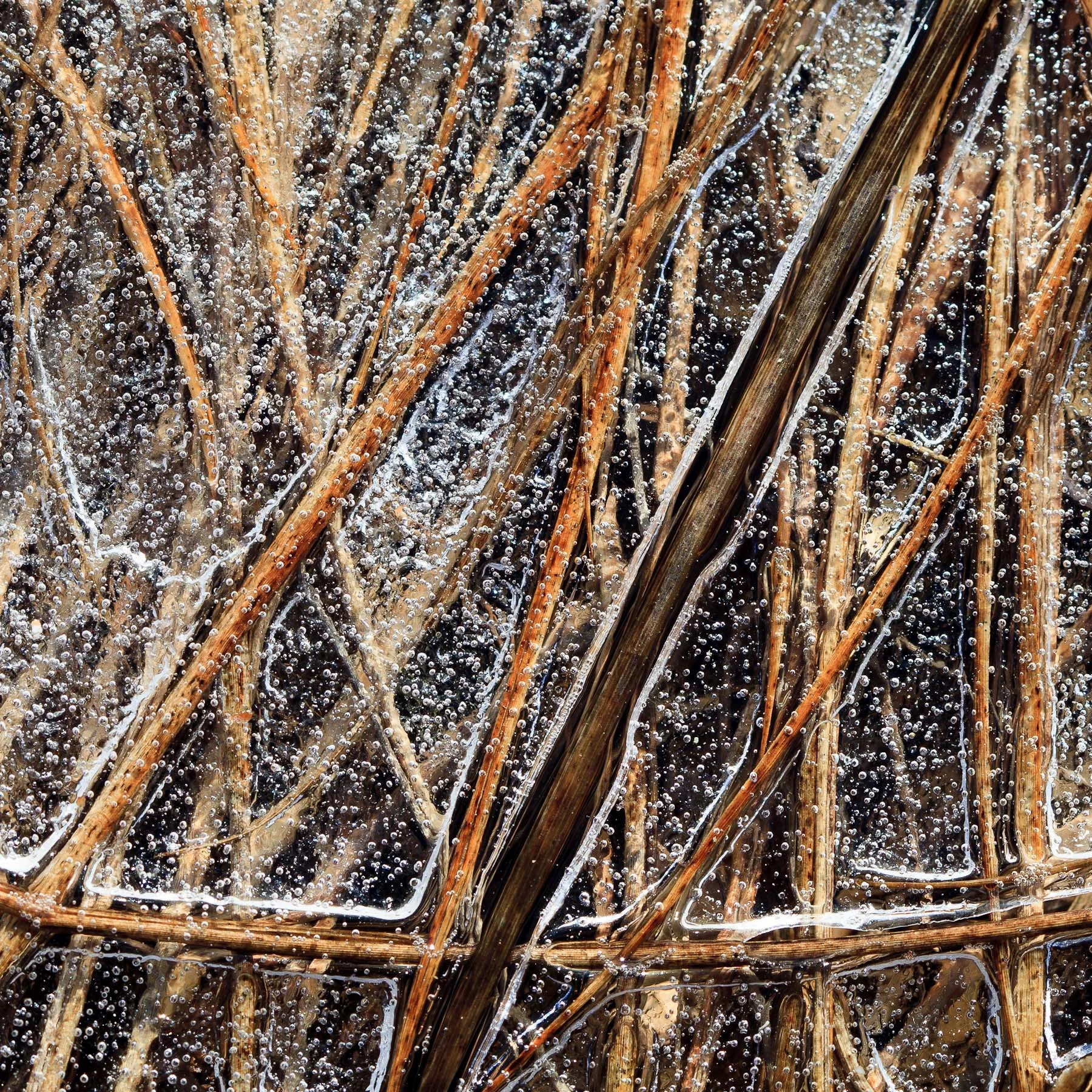 Winter Field #5 (Copy)