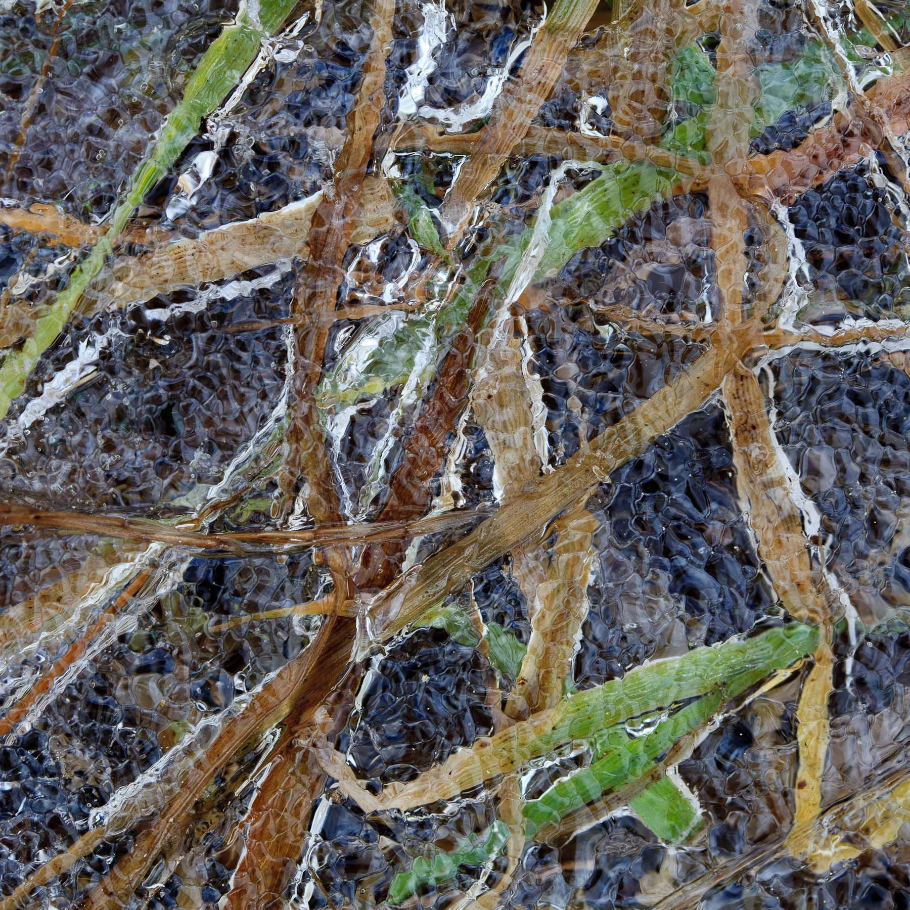 Winter Field #3 (Copy)