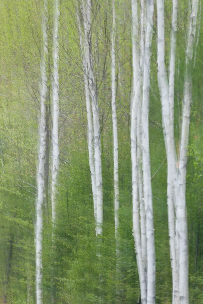 Route 1, #16. Print size 24"x16". Silver wood frame, matting with non-glare conservation plexiglass. (Copy)