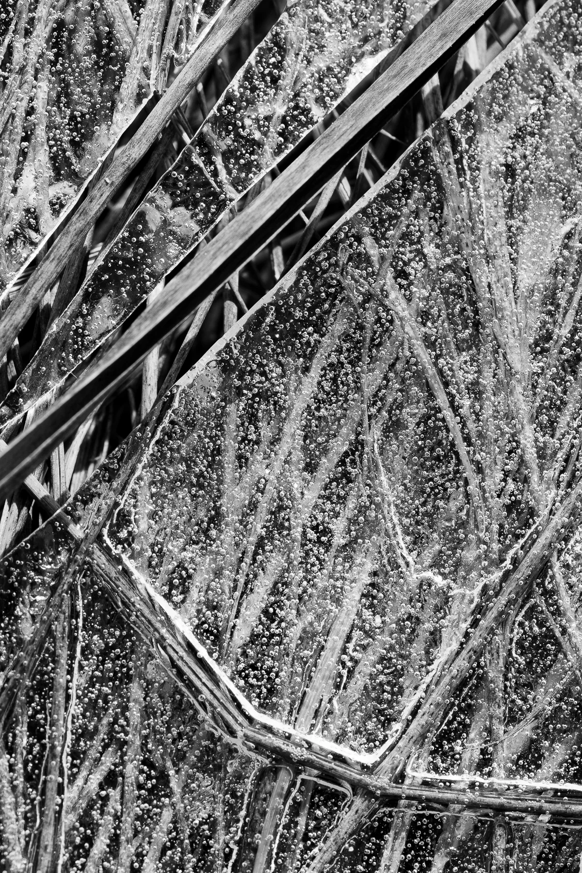 Natural Geometries #2 (Copy)