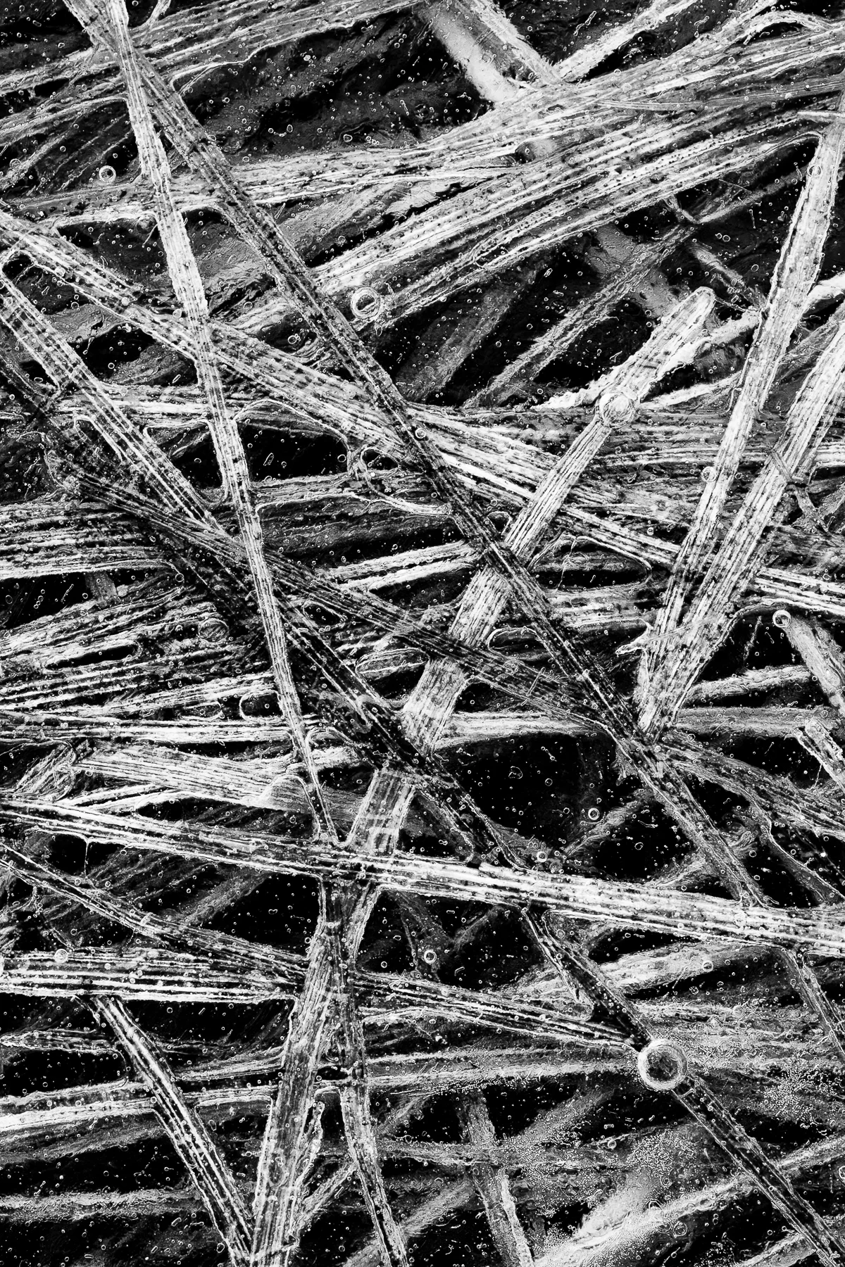 Natural Geometries #4 (Copy)