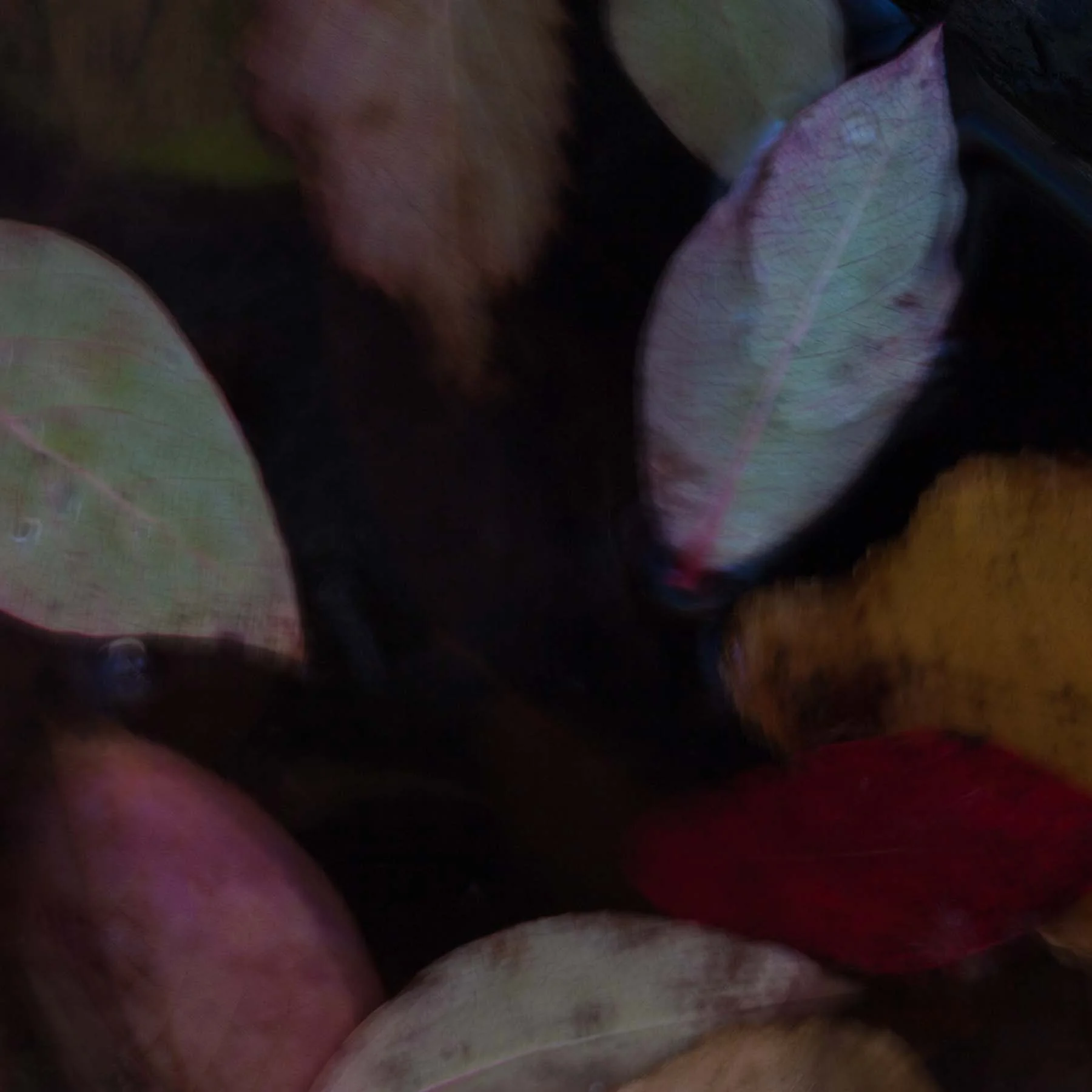 Unleaving #8 (Copy)